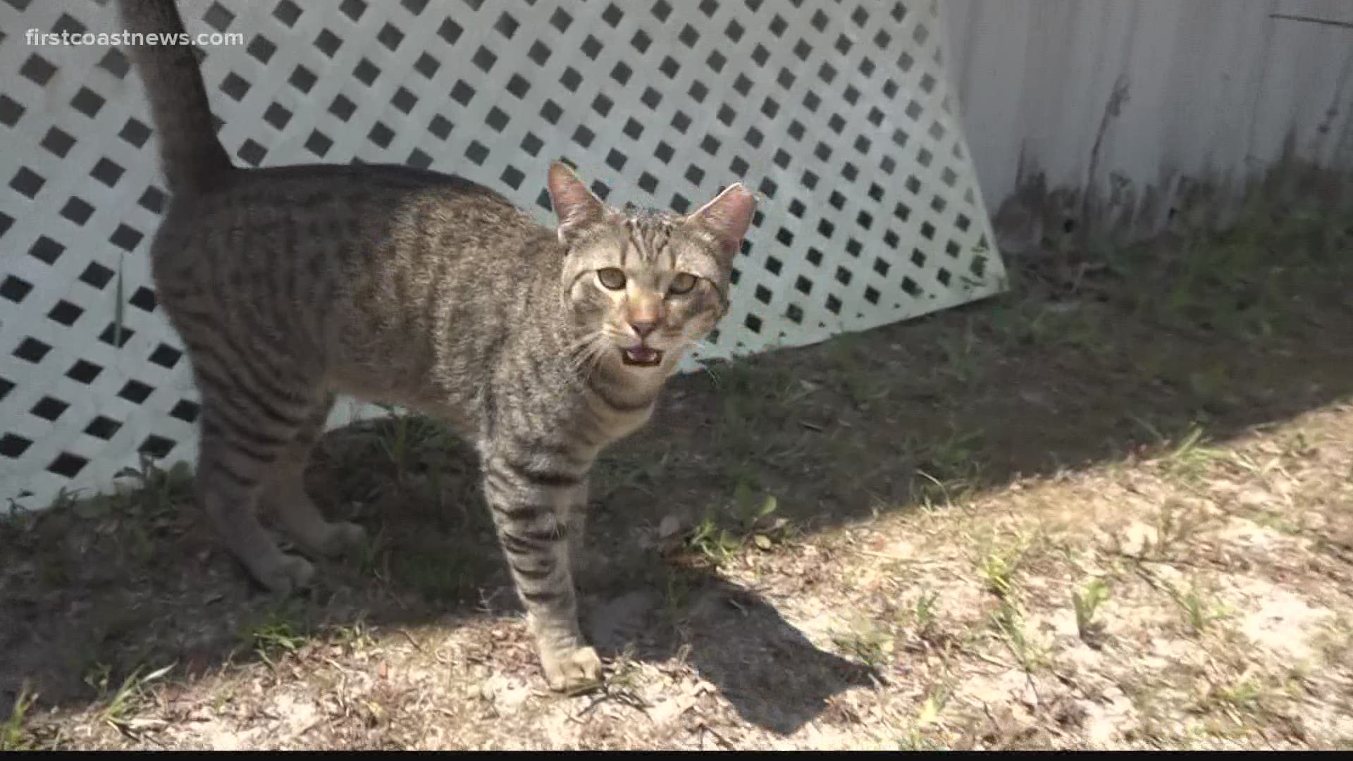 They're now asking for help trapping the cats so they can relocate them from Pomona Beach to Northeast Jacksonville, where a rescue volunteer will care for them.