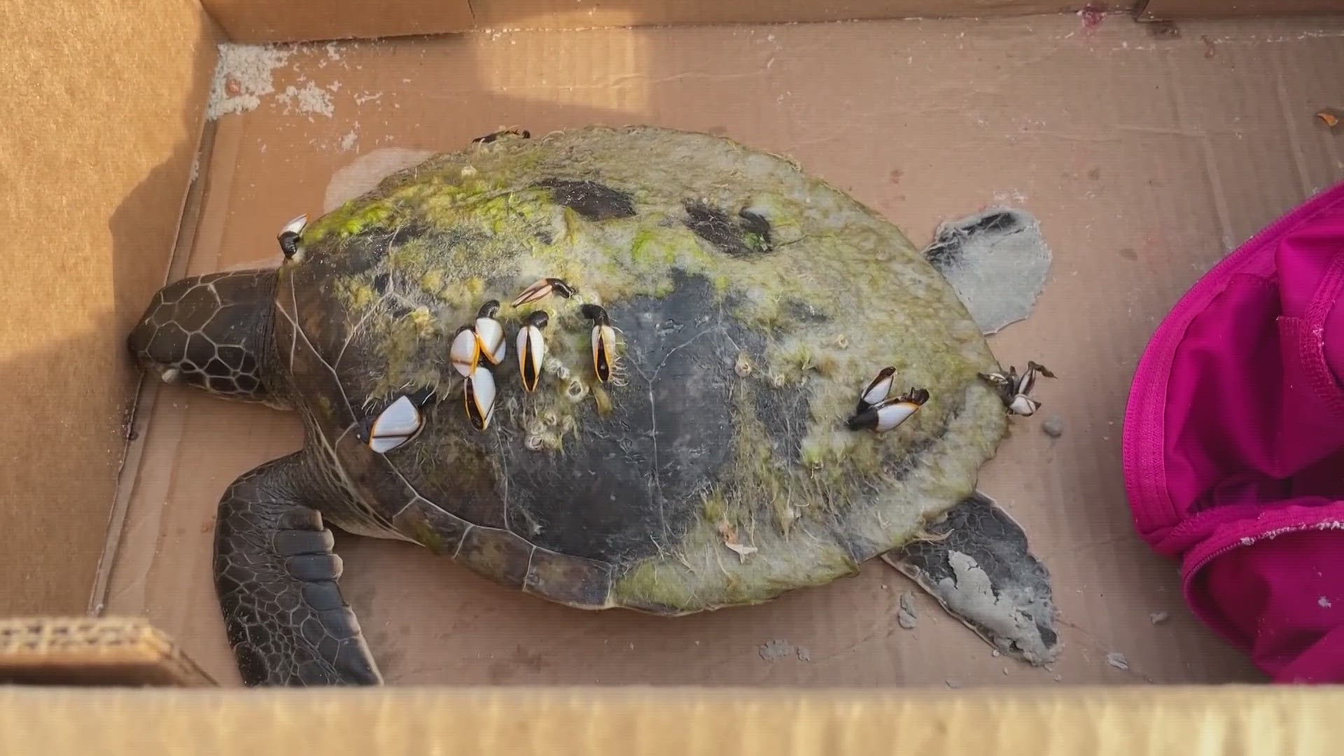 High numbers of sea turtles are washing ashore all along Northeast Florida beaches.