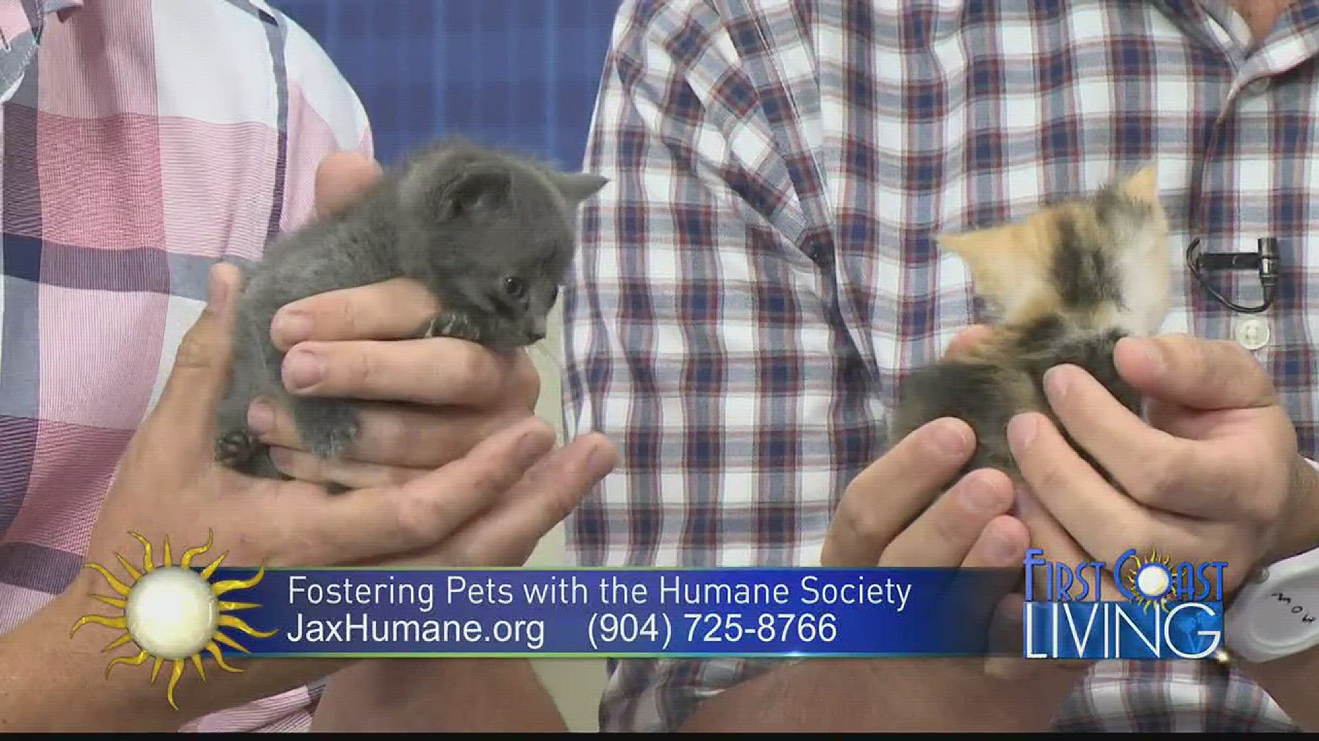 Help Foster pets with the Jacksonville Humane Society.