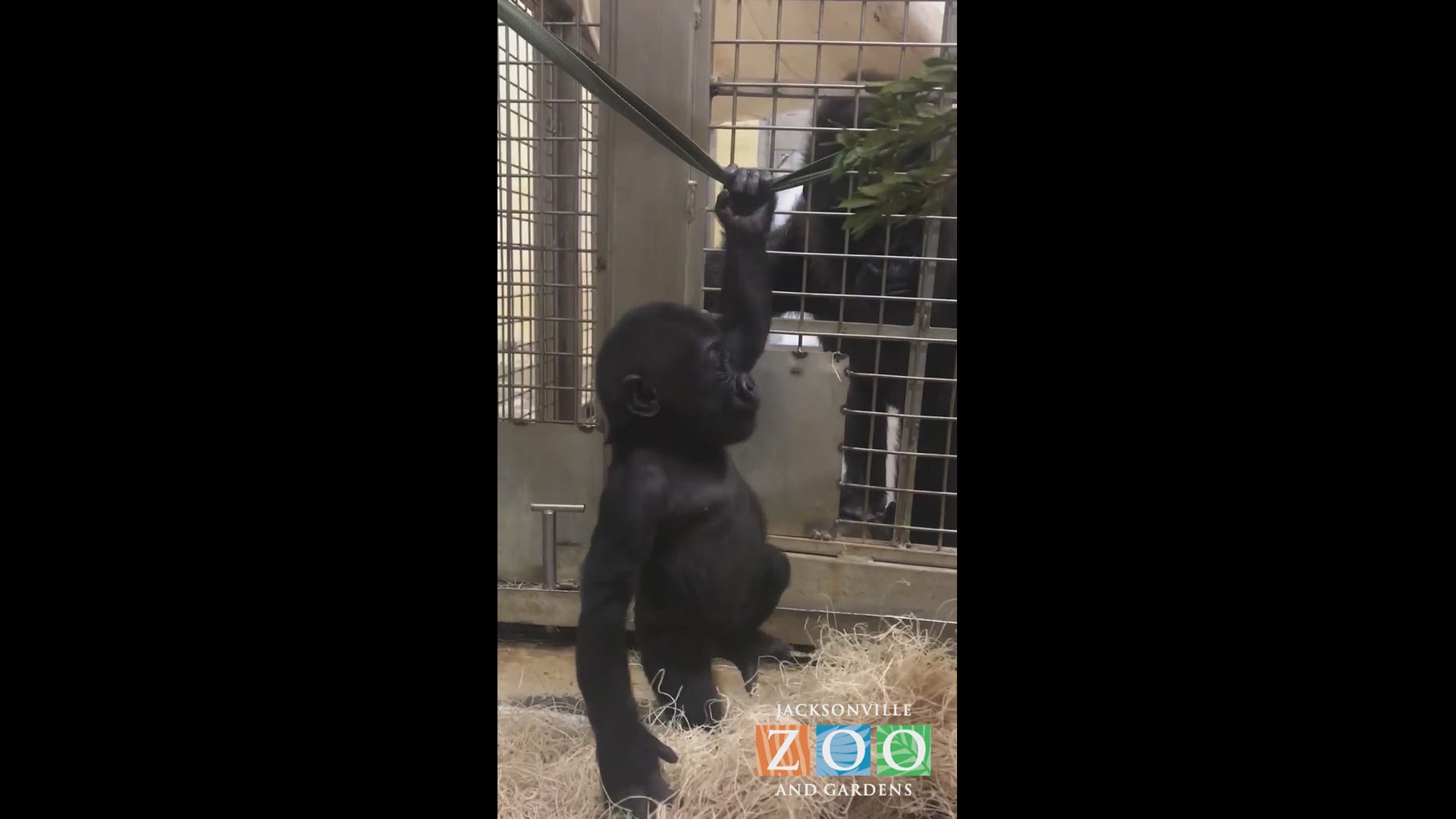 Staff at the Jacksonville Zoo and Gardens are preparing for Gandai’s reunification with her mother and the rest of the Western lowland gorilla troop with confident anticipation.