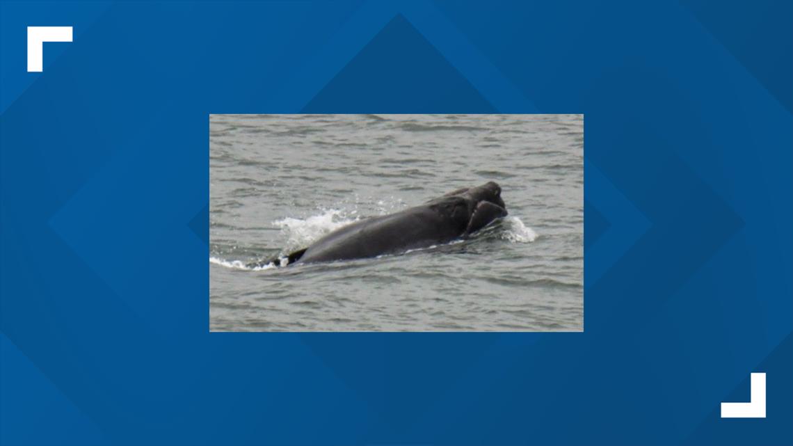 Endangered right whale spotted off Florida coast | firstcoastnews.com