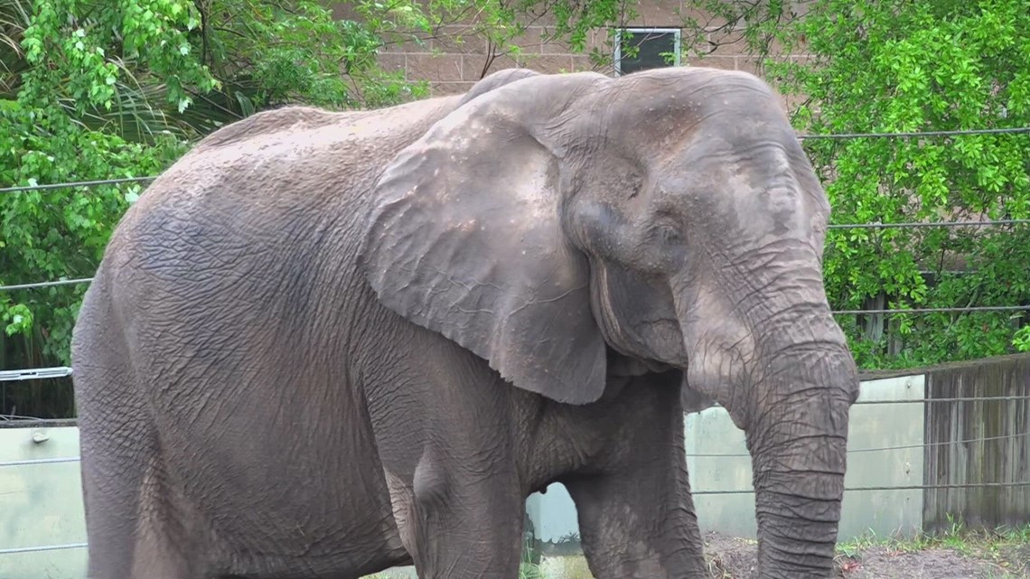 Elephant once owned by Michael Jackson recovering after tusk removal surgery at Jacksonville Zoo