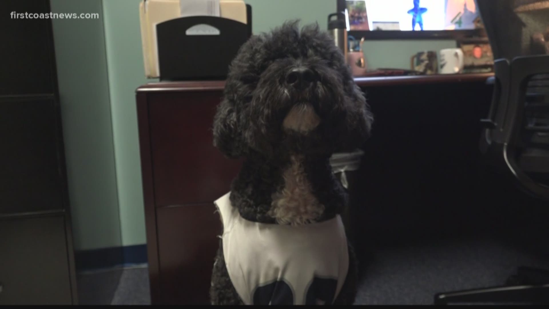 UNF's new Animal Assisted Therapy in Counseling is only program of its kind in Southeast UNF's new Animal Assisted Therapy in Counseling is only program of its kind in Southeast