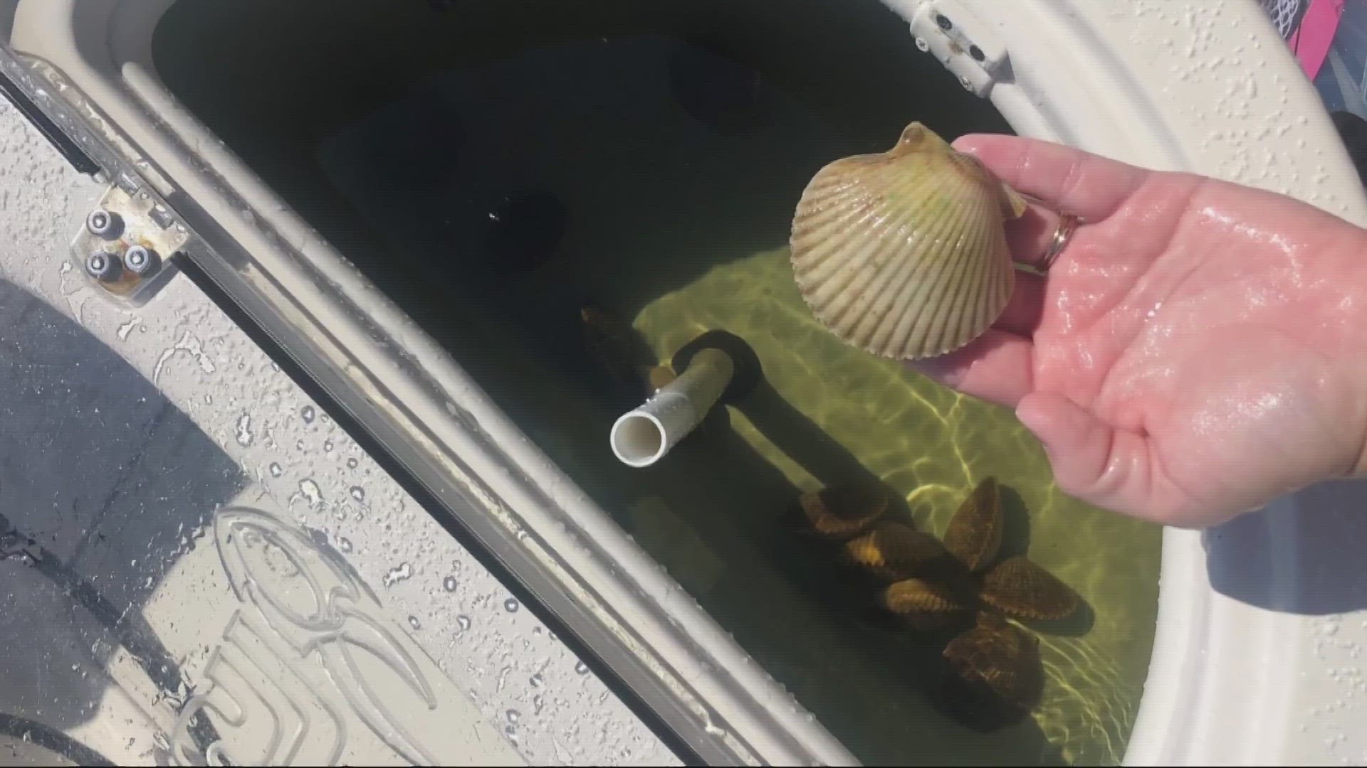 Experts say scalloping can be for people of all ages, is done in shallow water and to make sure you are equipped with a dive flag and someone watching from the boat.