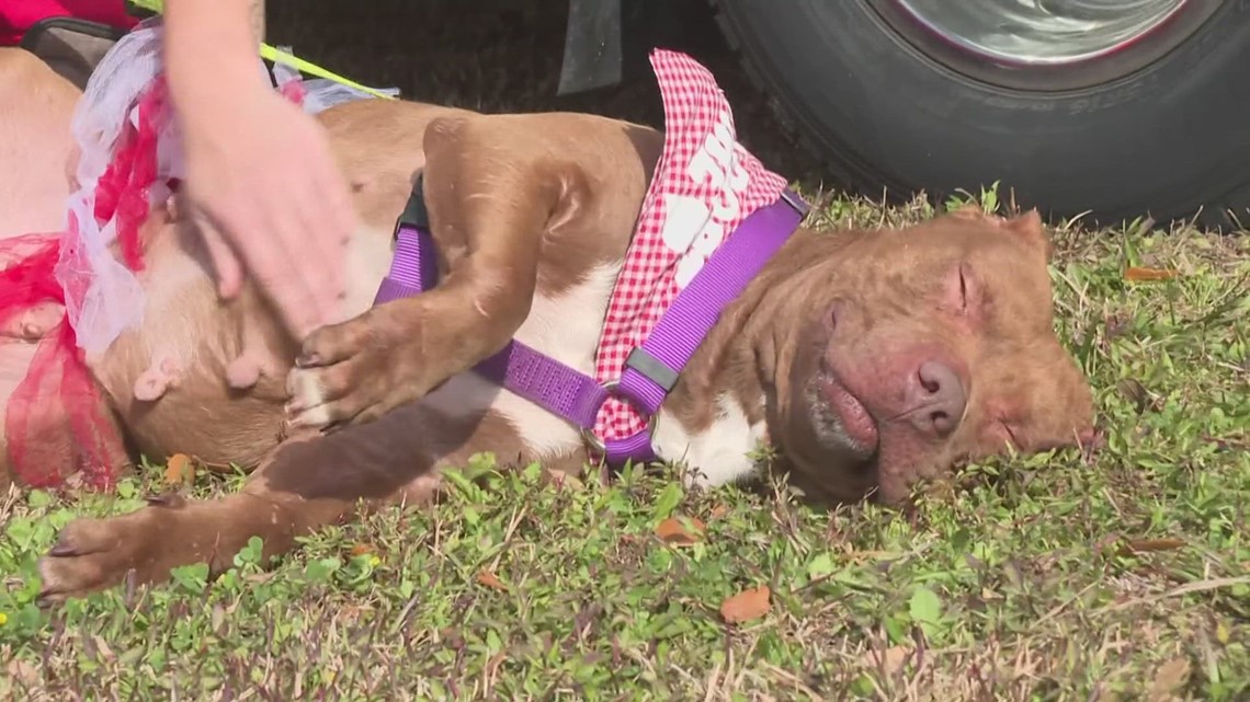 Animal Care & Protective Services holds 'Full of Love' event