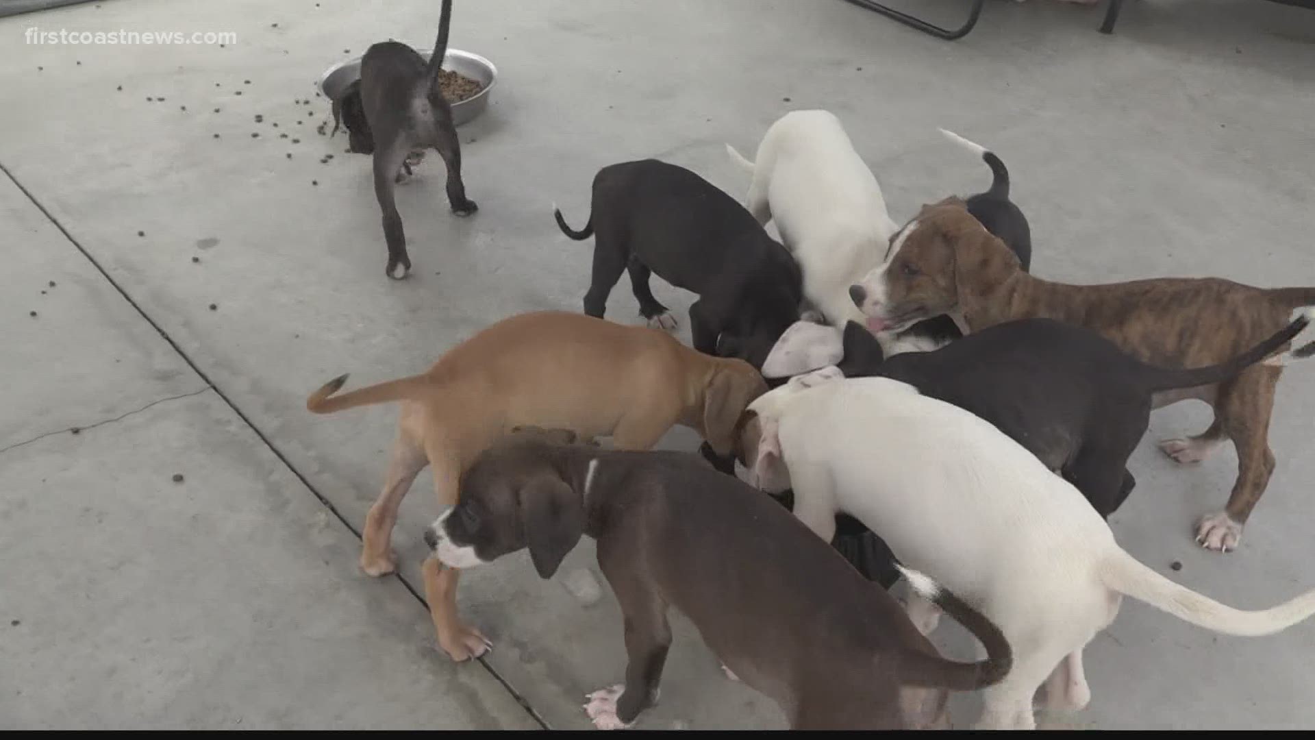 All 11 puppies and their mother miraculously survived after a man driving by Griffin Road in Callahan heard their cries and took their crate to the shelter.