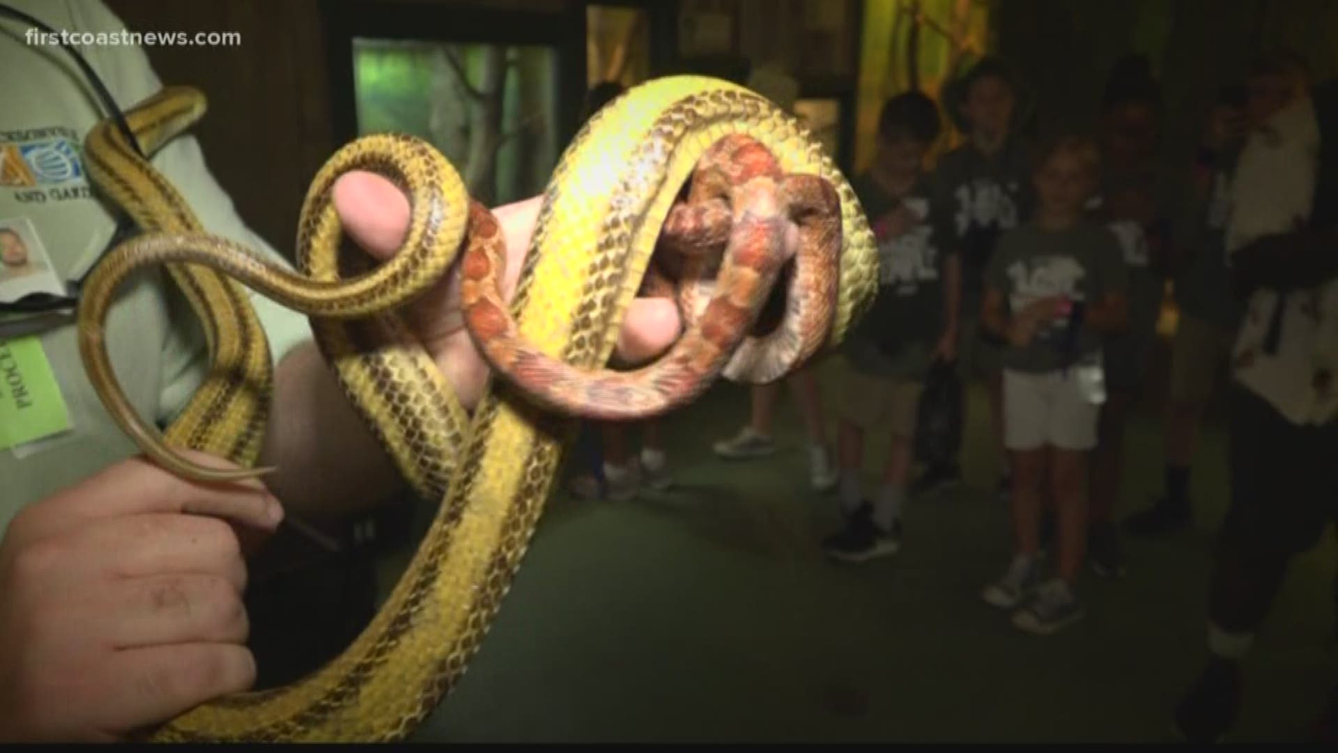 What kinds of snakes are venomous in Florida?