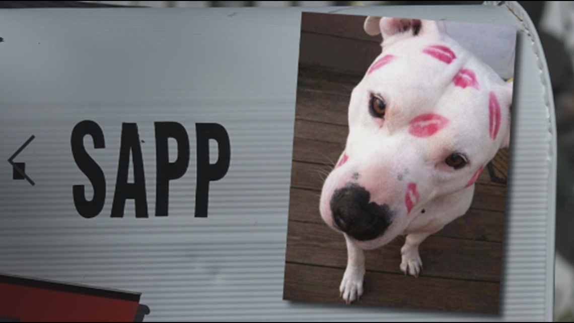 Family's pitbull shot by pellet gun, dies