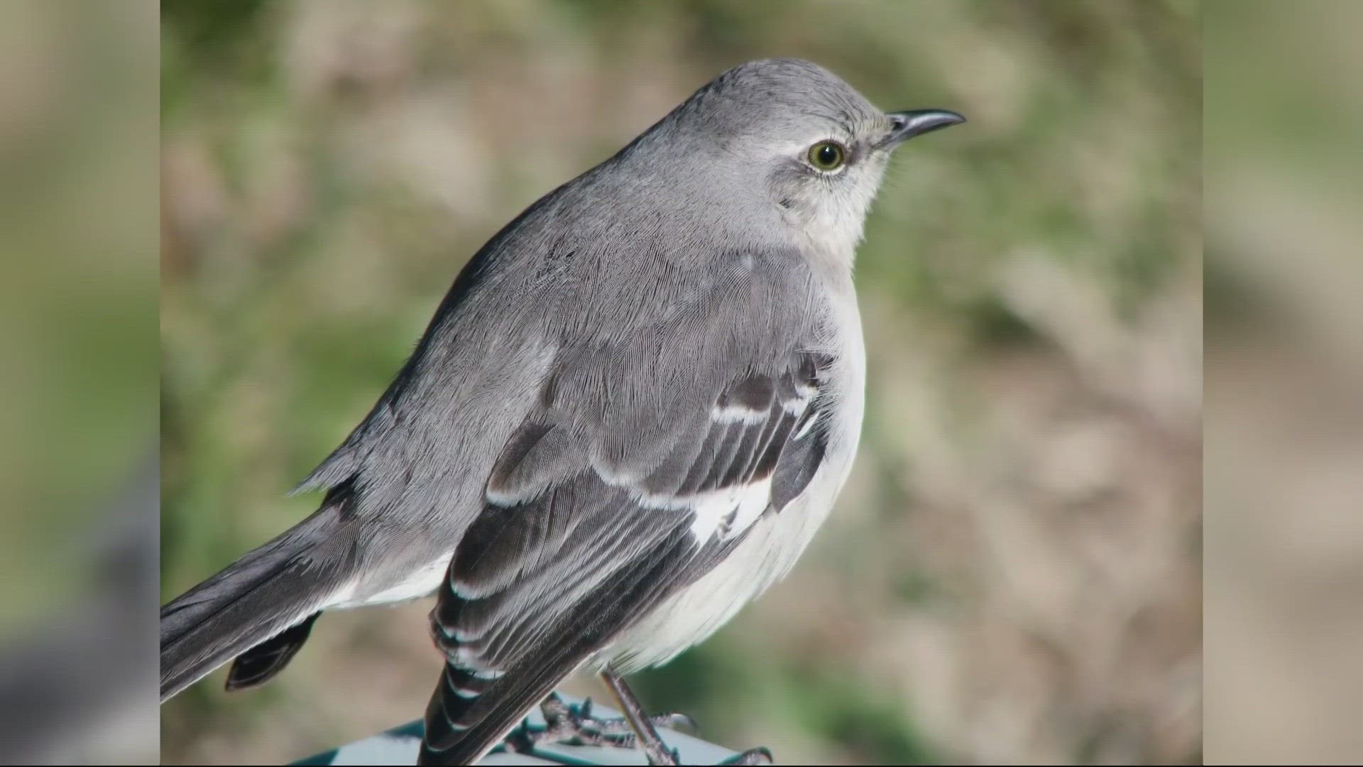 The northern mockingbird may not be Florida's state bird for long.