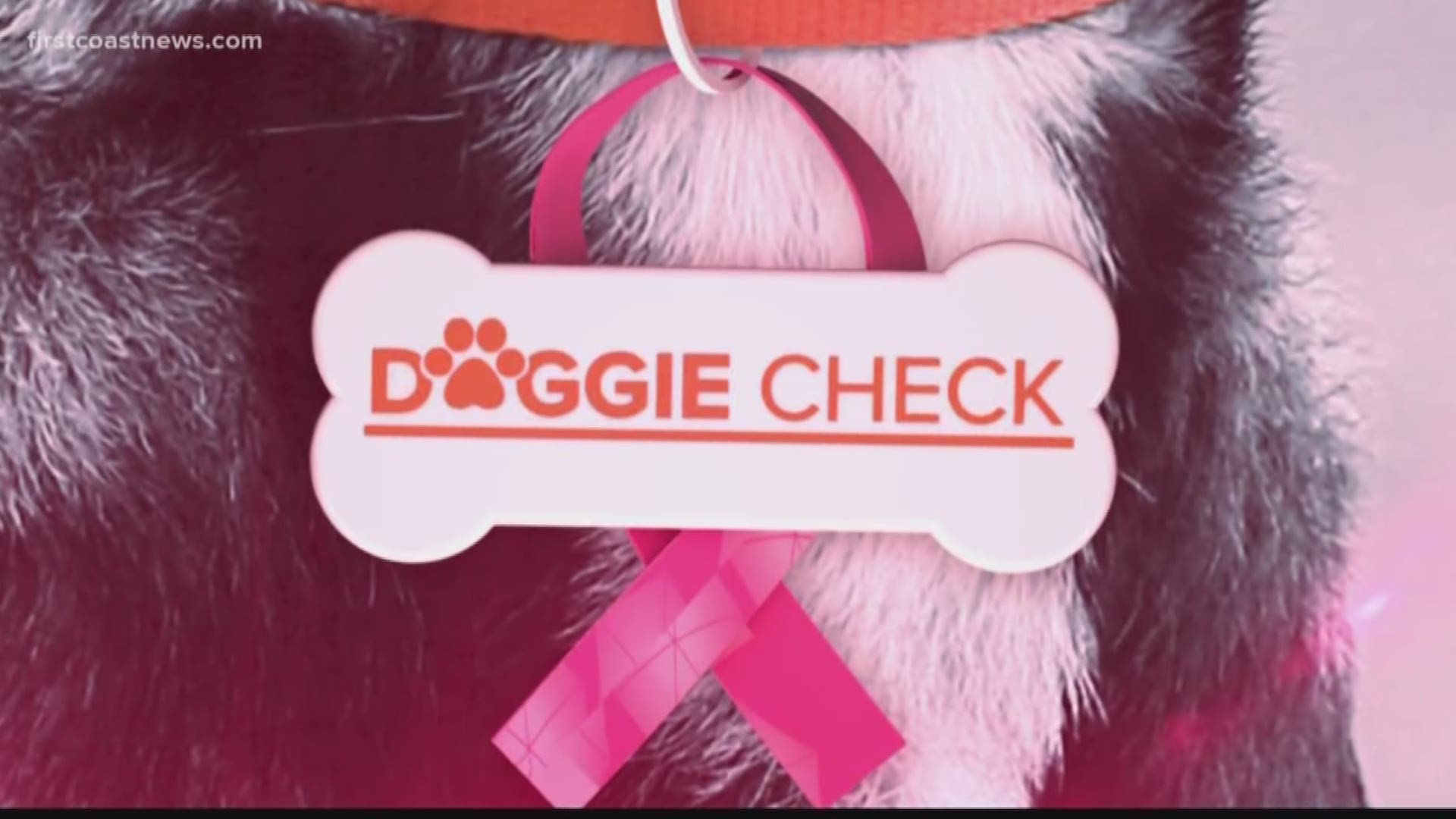 Jeannie Blaylock shows us how we can check our dogs for cancer.