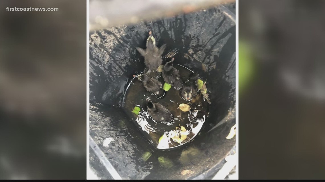 SJC Fire Rescue saves family of ducklings from storm drain ...