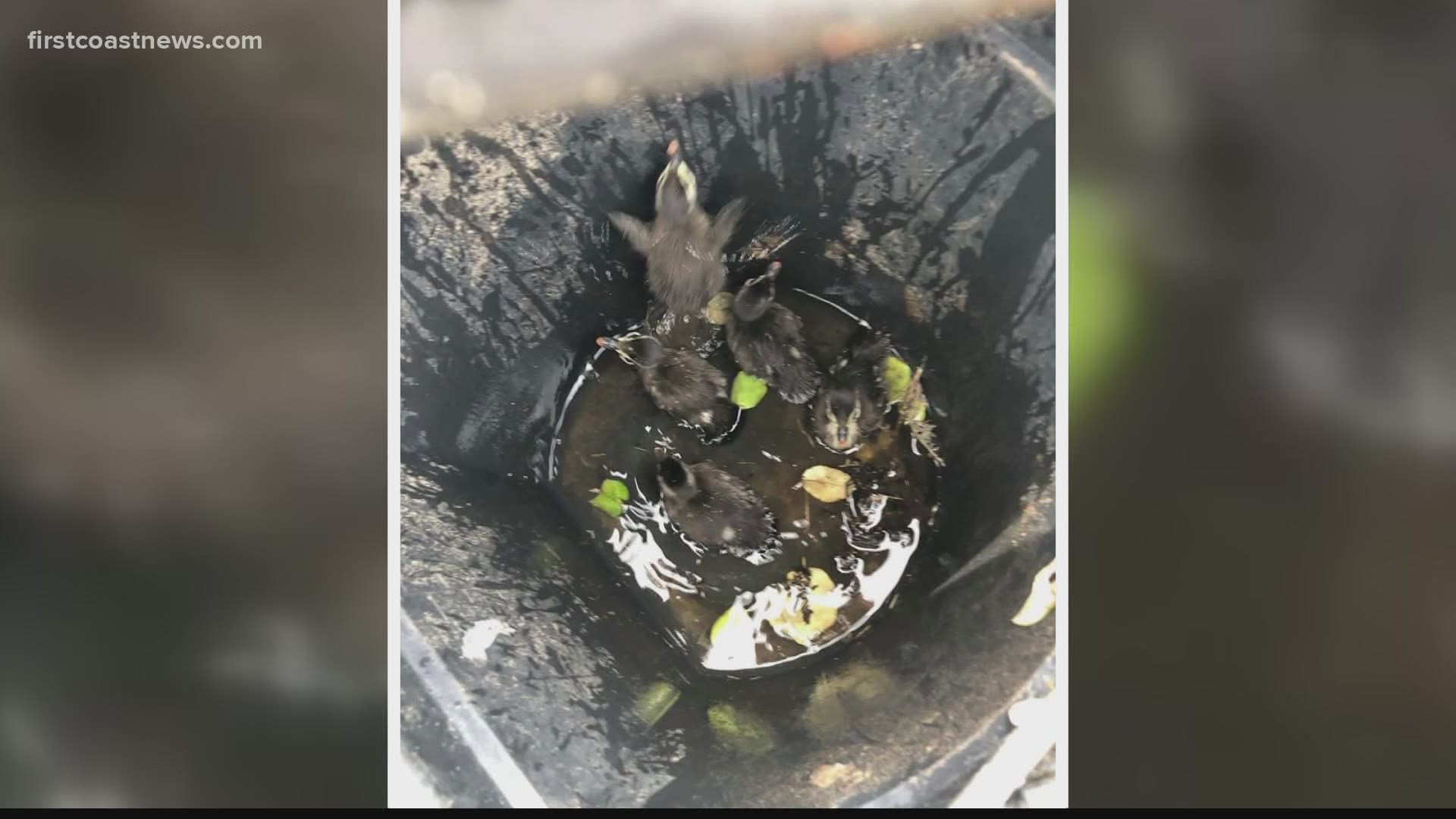 Five ducklings were rescued from the storm drain Monday morning.