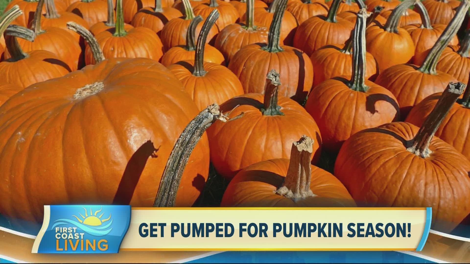Find out about the different types of pumpkins you can grow in Florida and how to make them last longer so they shine bright until Halloween.
