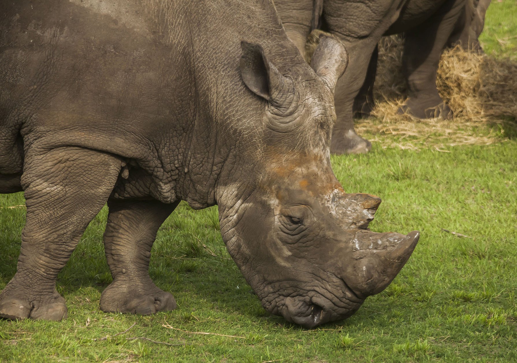 Zookeeper seriously injured after being struck by rhino at Jacksonville ...