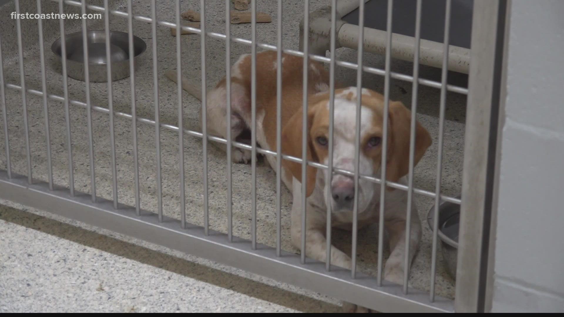 Free pet adoptions at Jacksonville Humane Society 