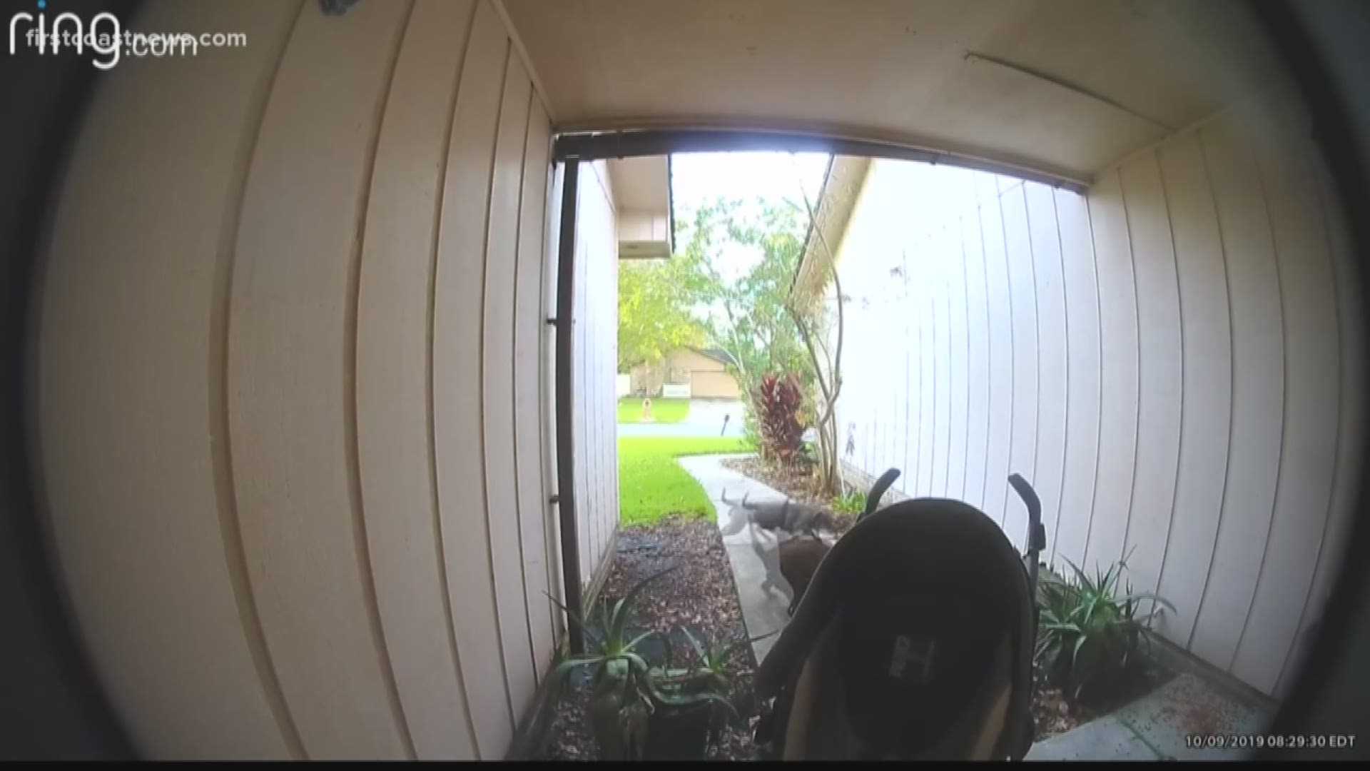 Two loose dogs were caught on camera killing a woman's cat in an Orange Park neighborhood.