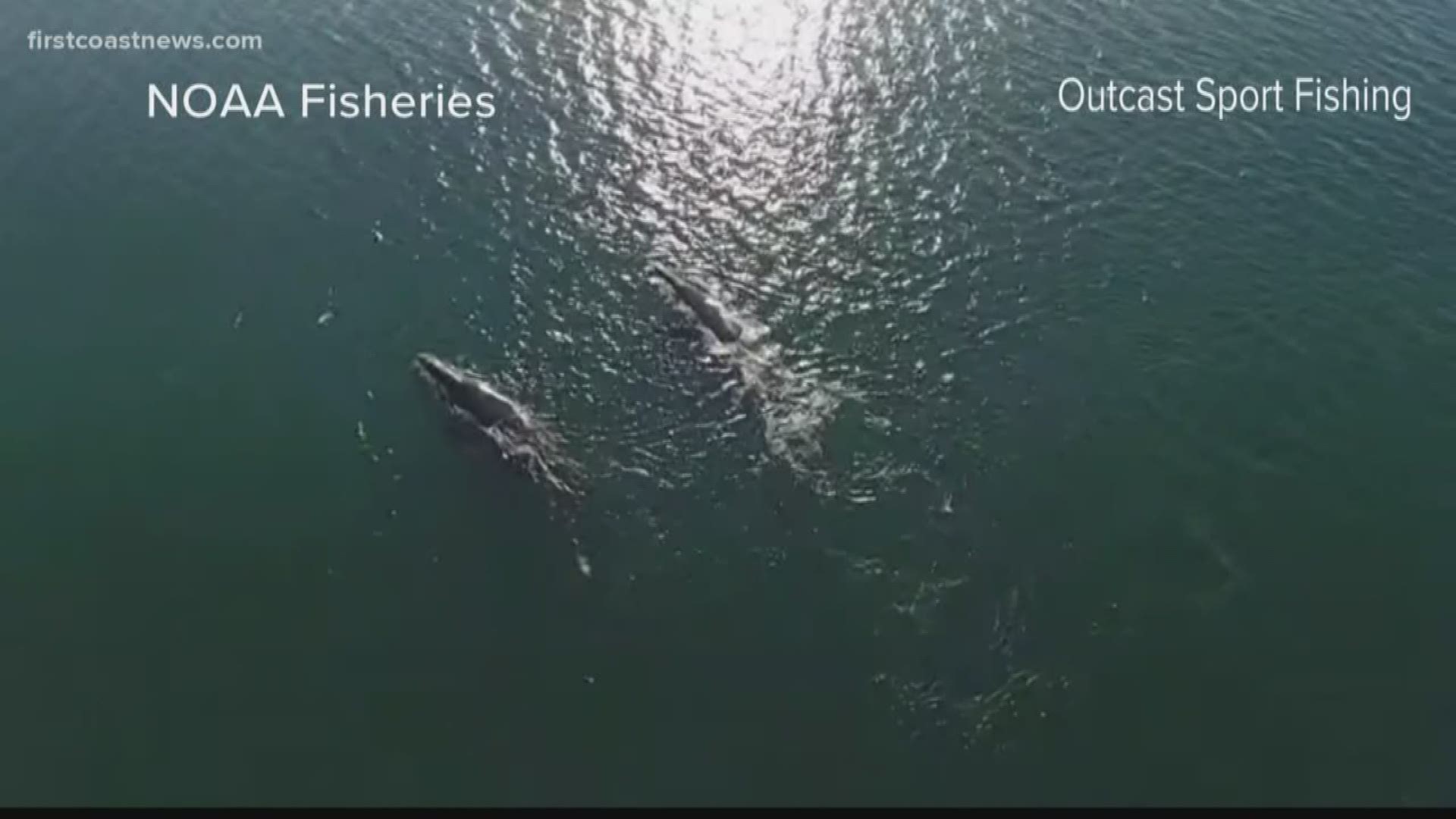 One of the leading causes of death for these whales is getting hit by boats.