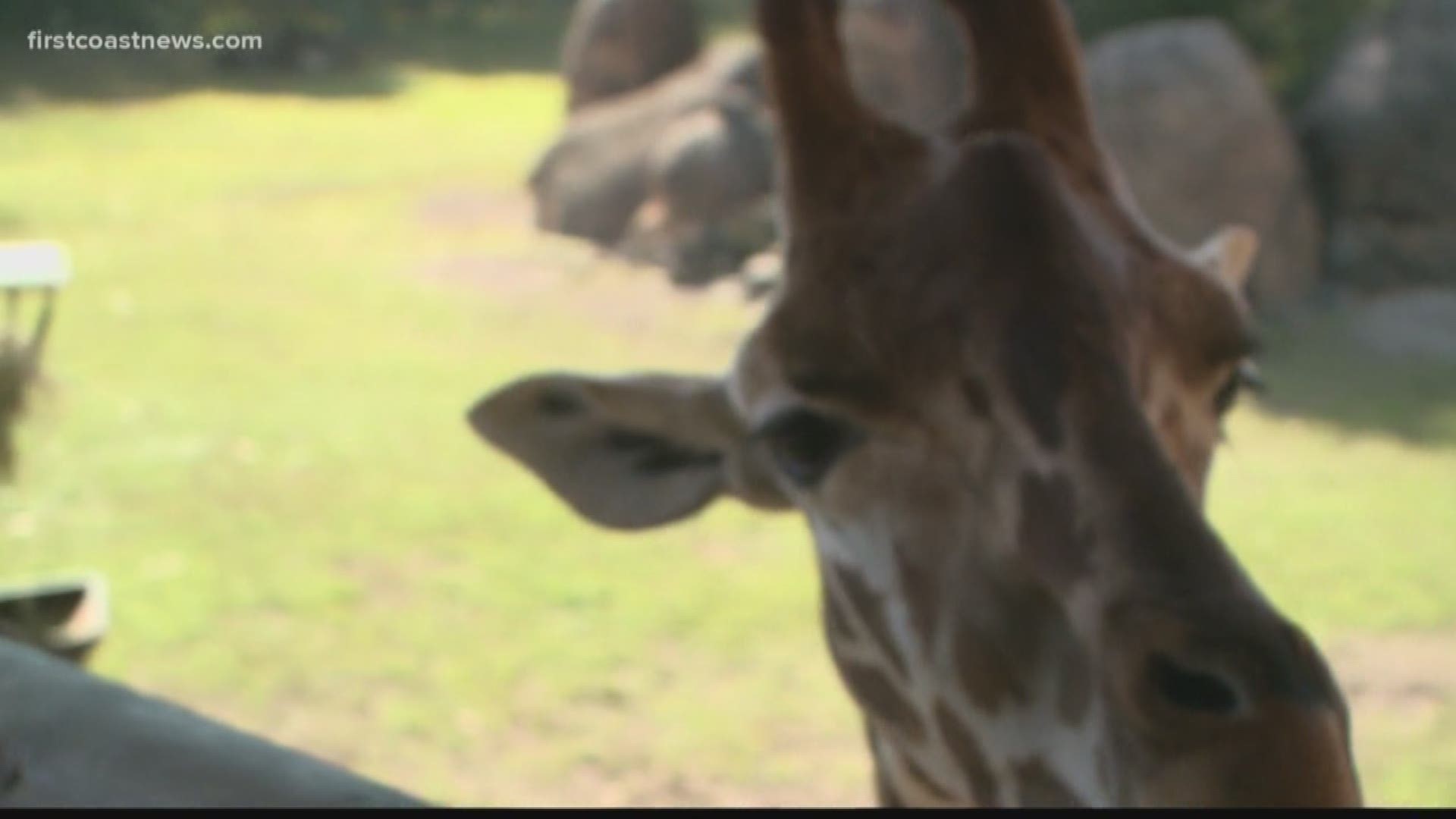 One of the most recognized animals at the Jacksonville Zoo was Duke the giraffe.
Duke passed away Tuesday at 21-years-old, about three years past the average life expectancy for male giraffes.