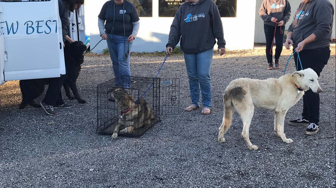 165 german shepherds rescued