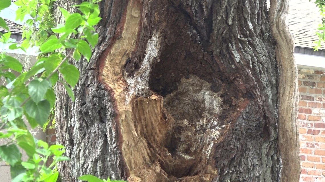 How to spot dangerous trees on your property and what to do next ...