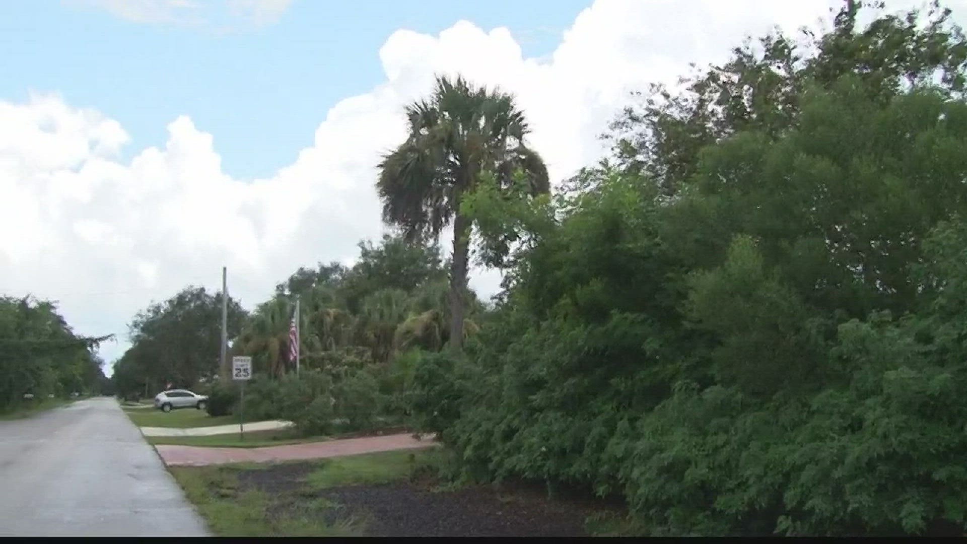 The state tree of Florida is often cut down when new buildings come up. But one city is looking to ensure the trees stay around.