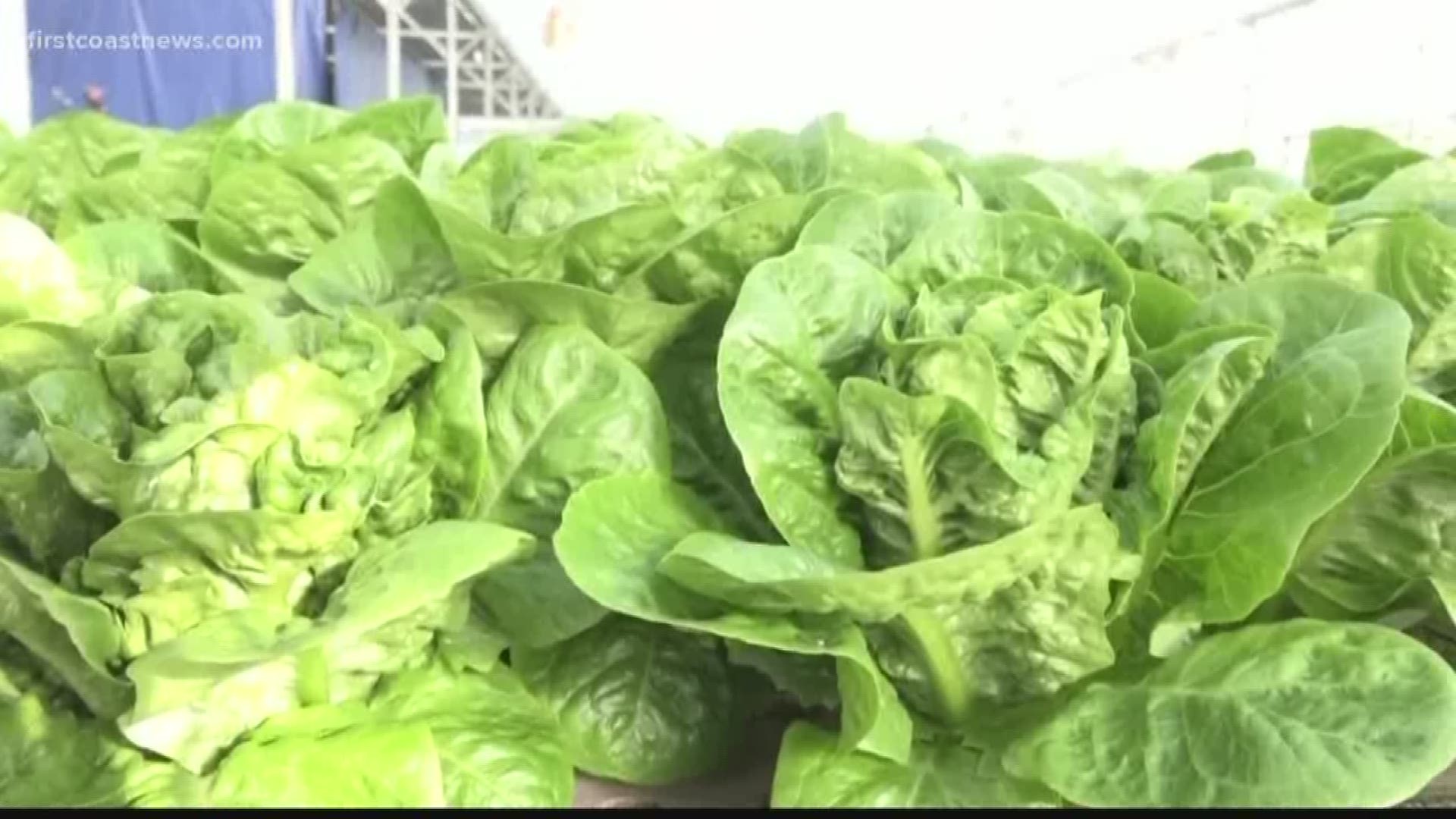 Traders Hill Farm in Hilliard uses aquaponics to farm. It uses nutrients in fish waste to feed their plants. No pesticides, herbicides, or fungicides are used.