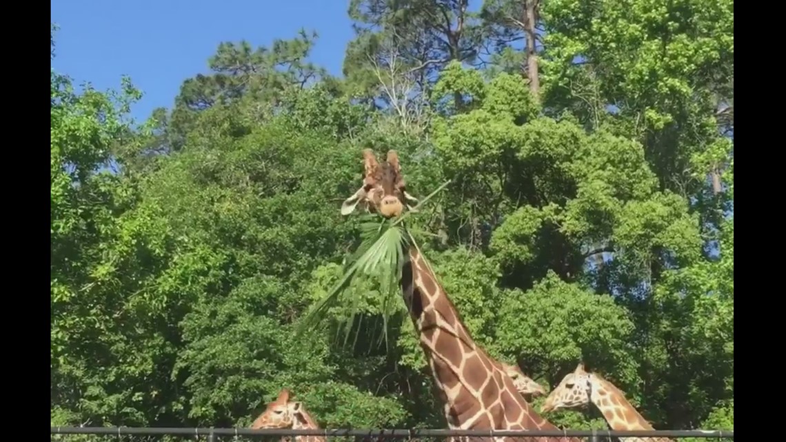 Jacksonville Zoo mourning loss of beloved giraffe
