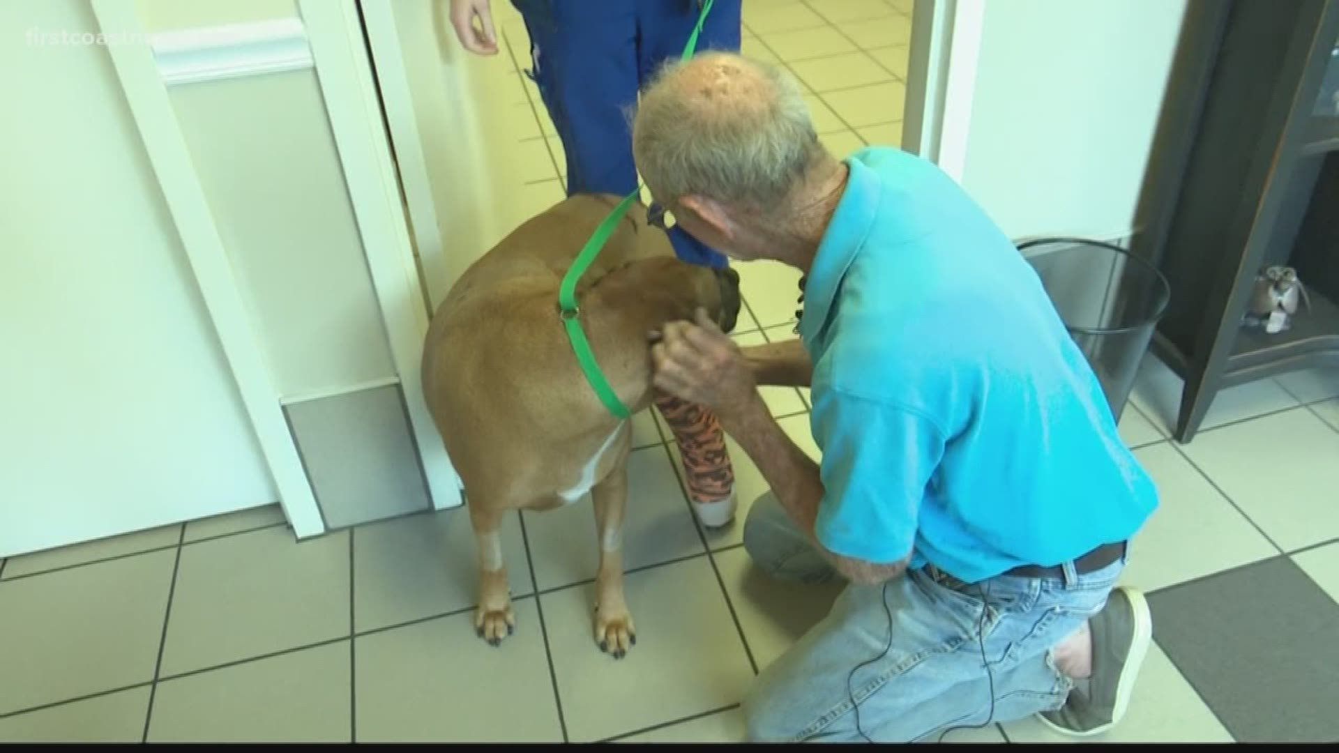 A dog that was attacked by a gator is reunited with his owner in Jacksonville after days worth of surgeries.