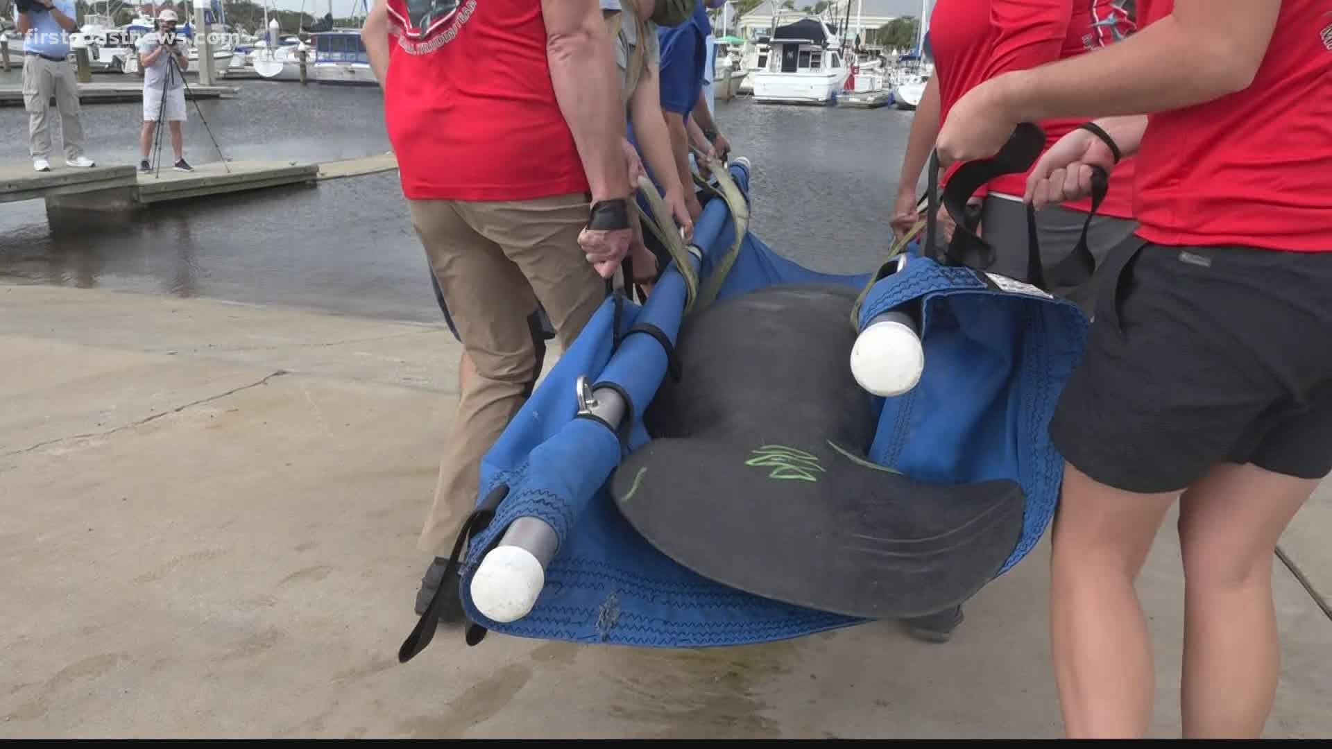 Lusia the manatee is back swimming in the wild after three months of rehab at the Jacksonville Zoo. November is Manatee Awareness Month.