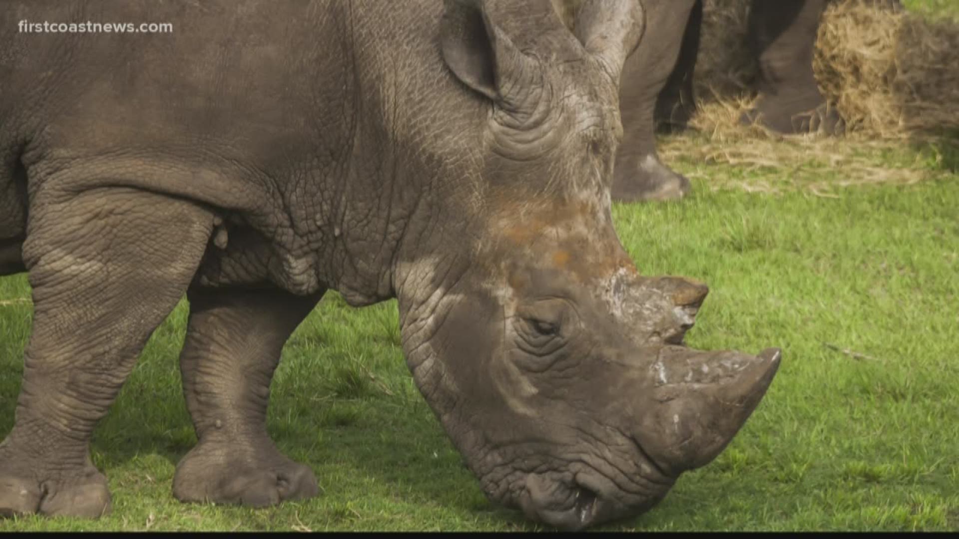 The Jacksonville Zoo's accreditation is in question after an incident in which a rhino injured an employee.