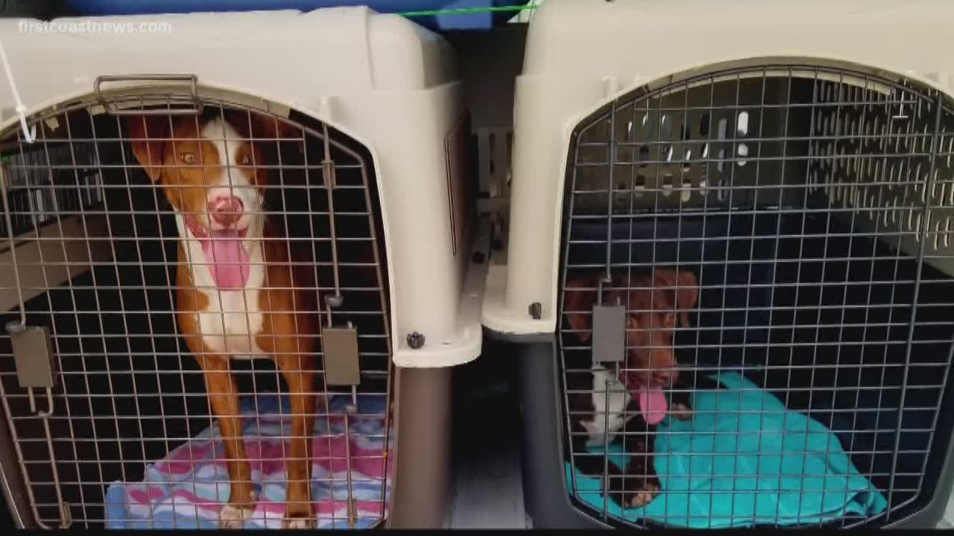 Even after nearly 100 First Coast dogs and cats were taken to higher ground in four rescue missions ahead of Hurricane Dorian, a Jacksonville non-profit says its job isn't over yet.