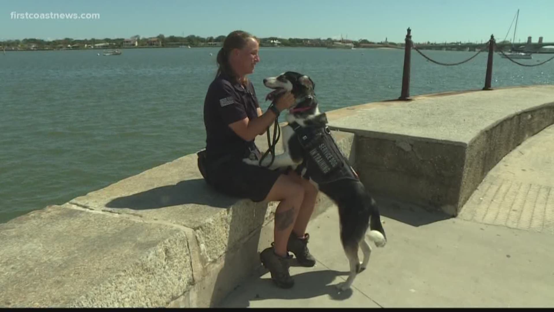 K-9s for Warriors routinely trains its service dogs in downtown St. Augustine on St. George Street, by the fort, on the bayfront and in the shops.