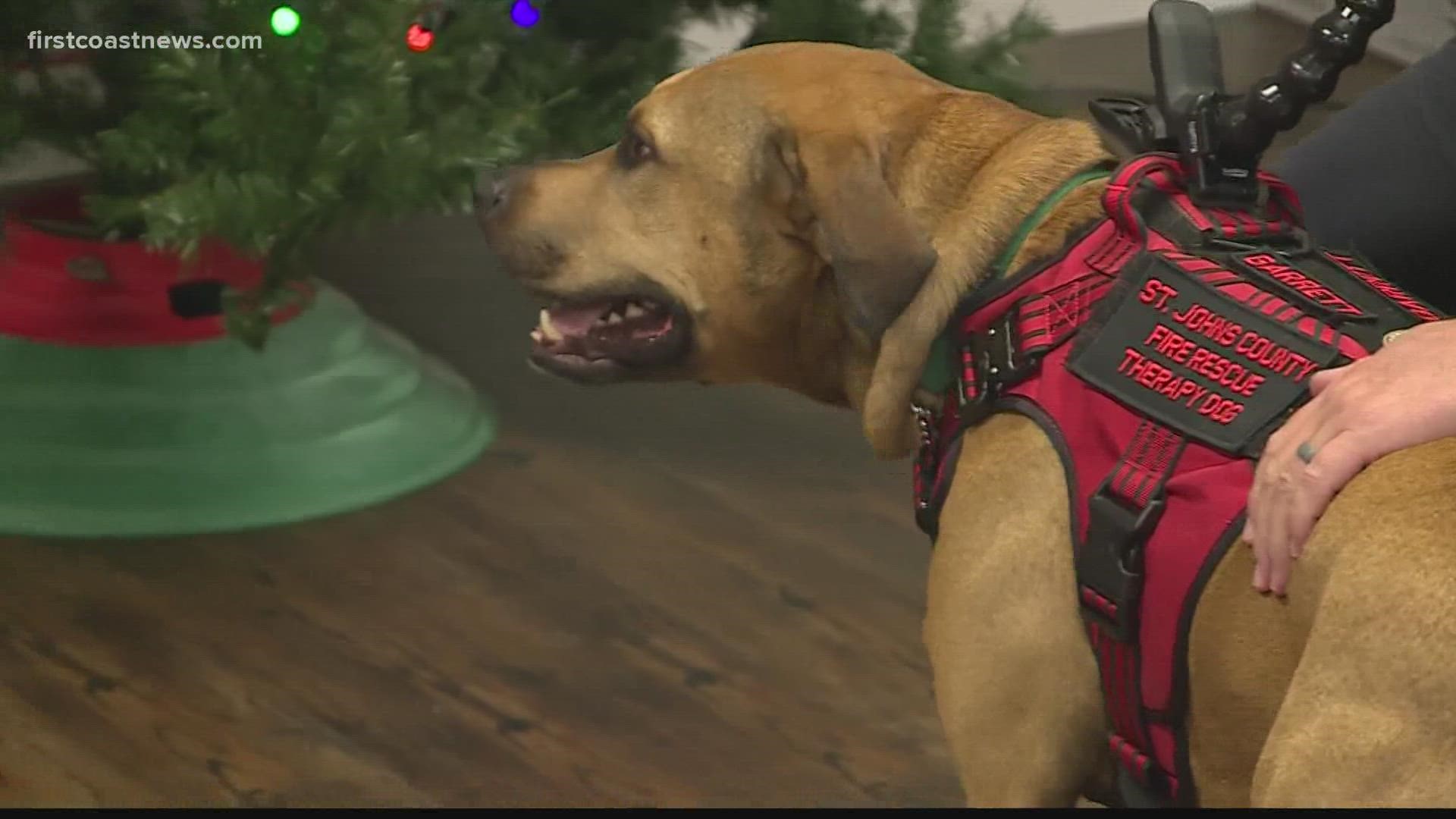 Garrett is a retired K-9 for Warriors service dog still serving people who need joy and comfort.