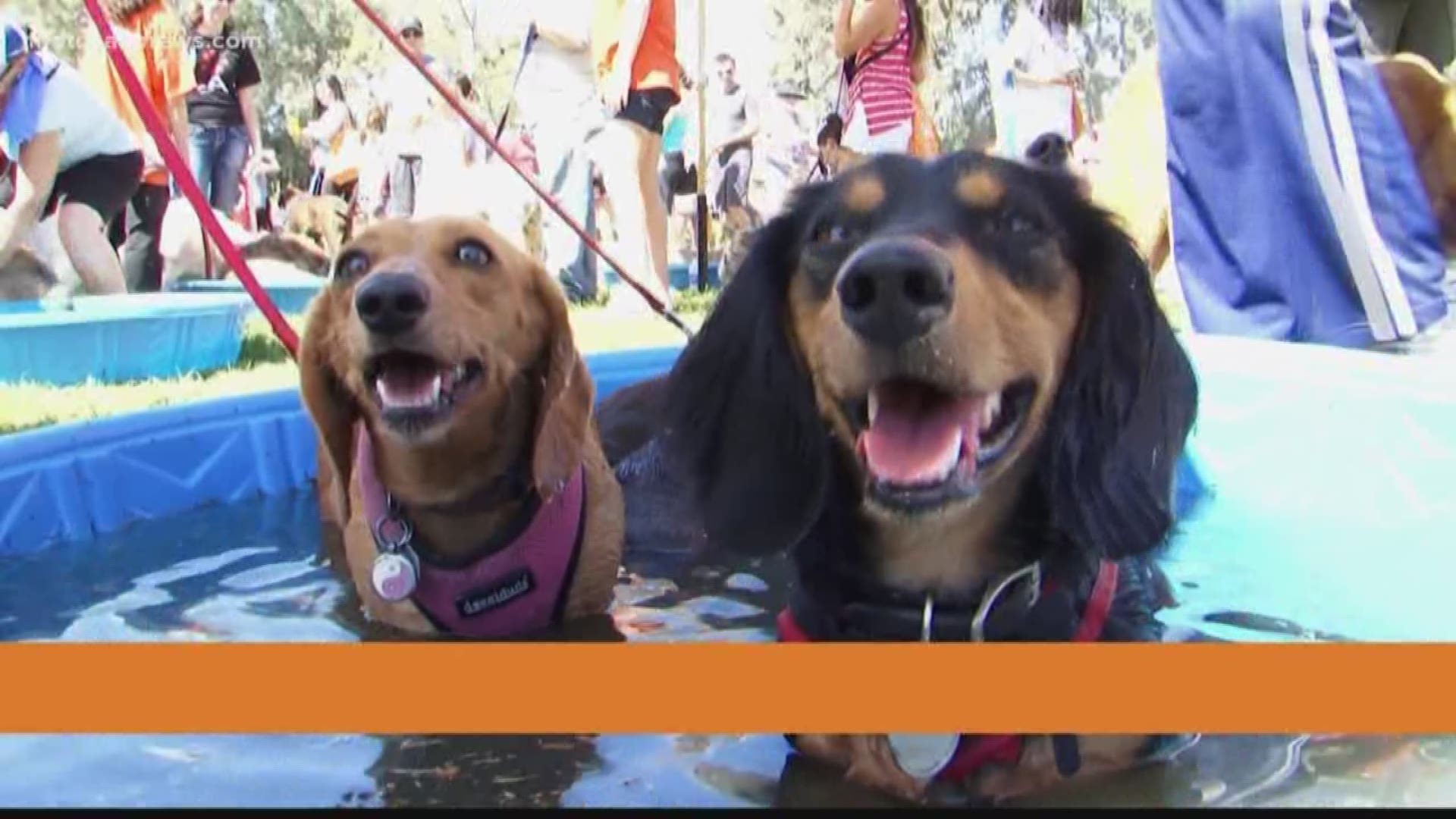 You can help local charities by participating in Riverside Park on Saturday from 9 to noon to 'Strut Your Mutt.'