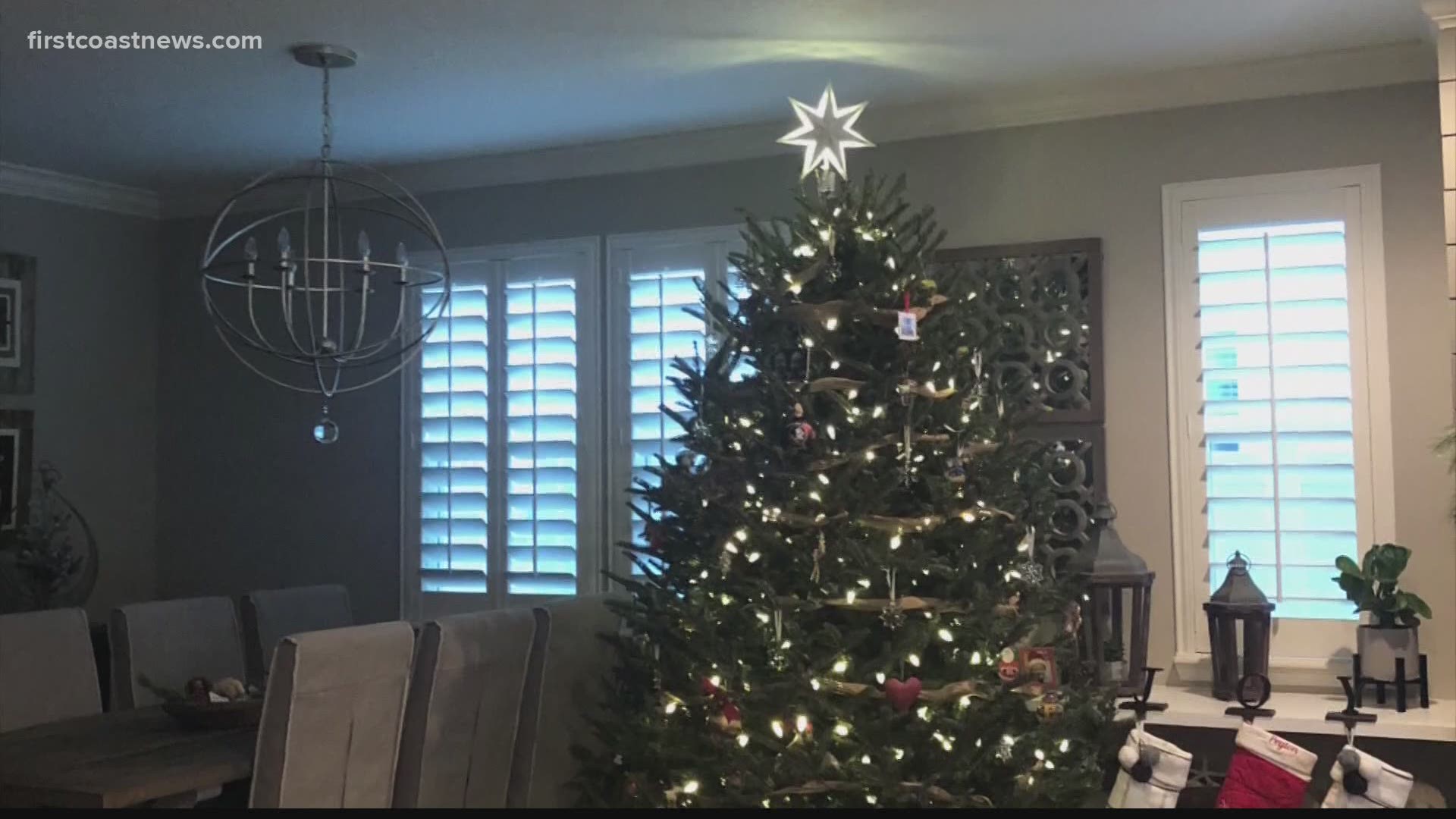 Jacksonville family finds bugs in their Christmas tree