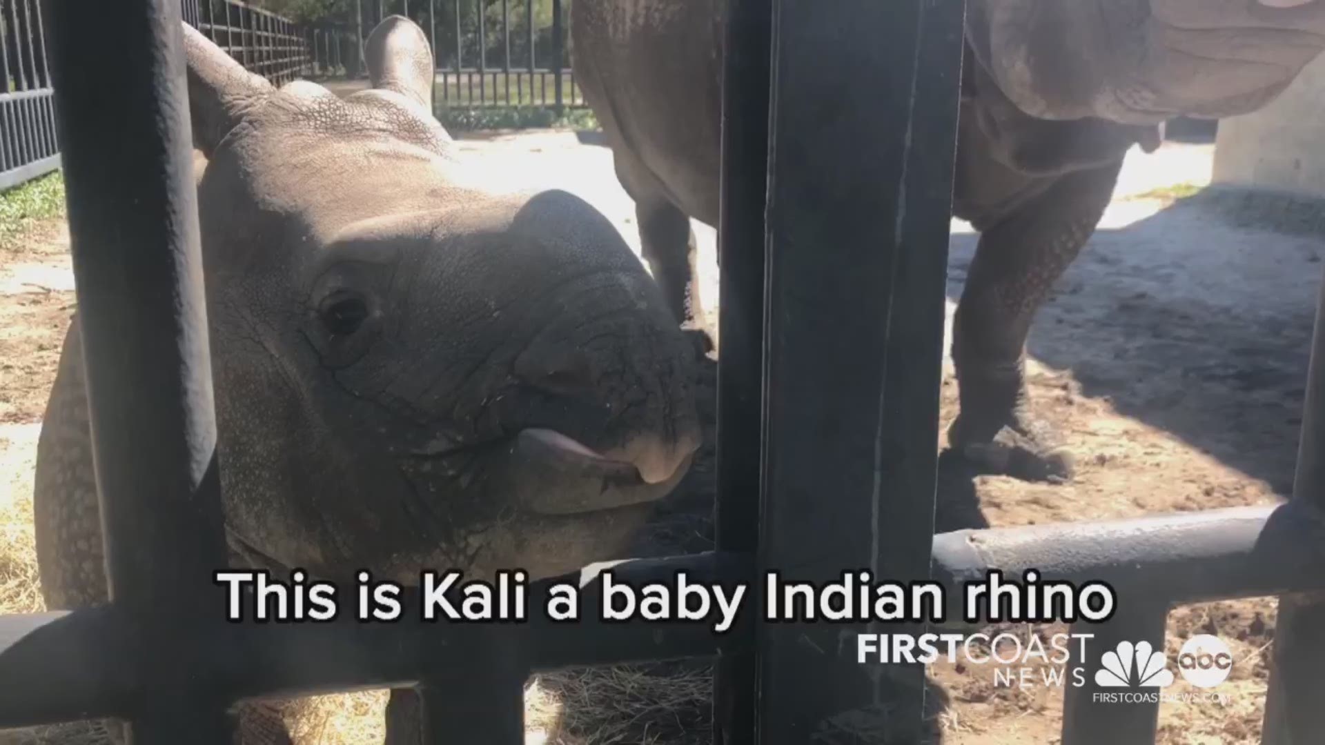 Tidbit was born in November and Kali was born late December last year.