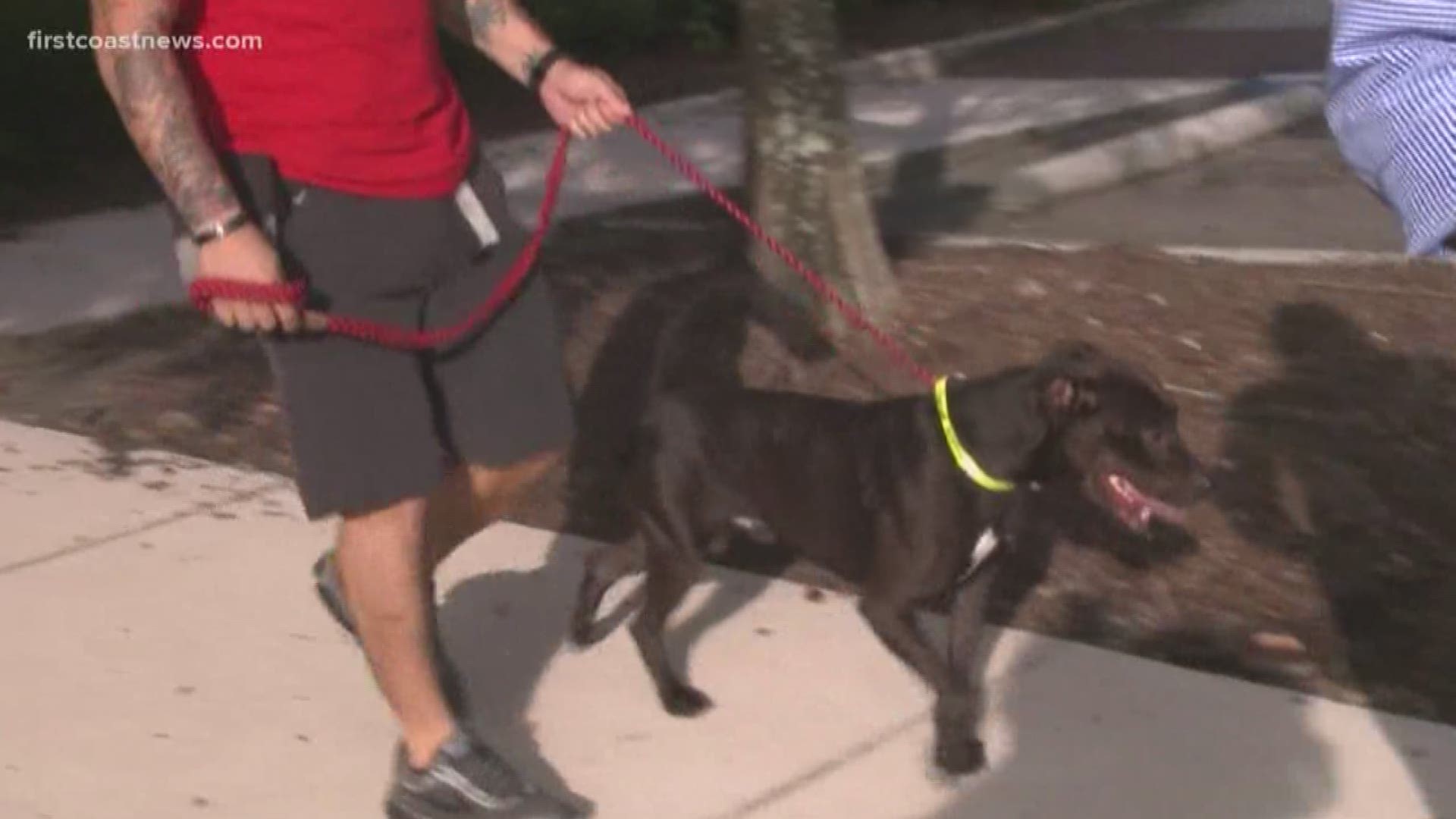 The free pet adoption event ensures Jacksonville remains a "no-kill" community.