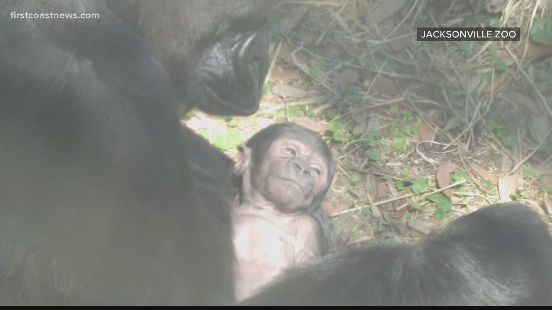 Jacksonville Zoo and Gardens welcomes critically endangered baby gorilla