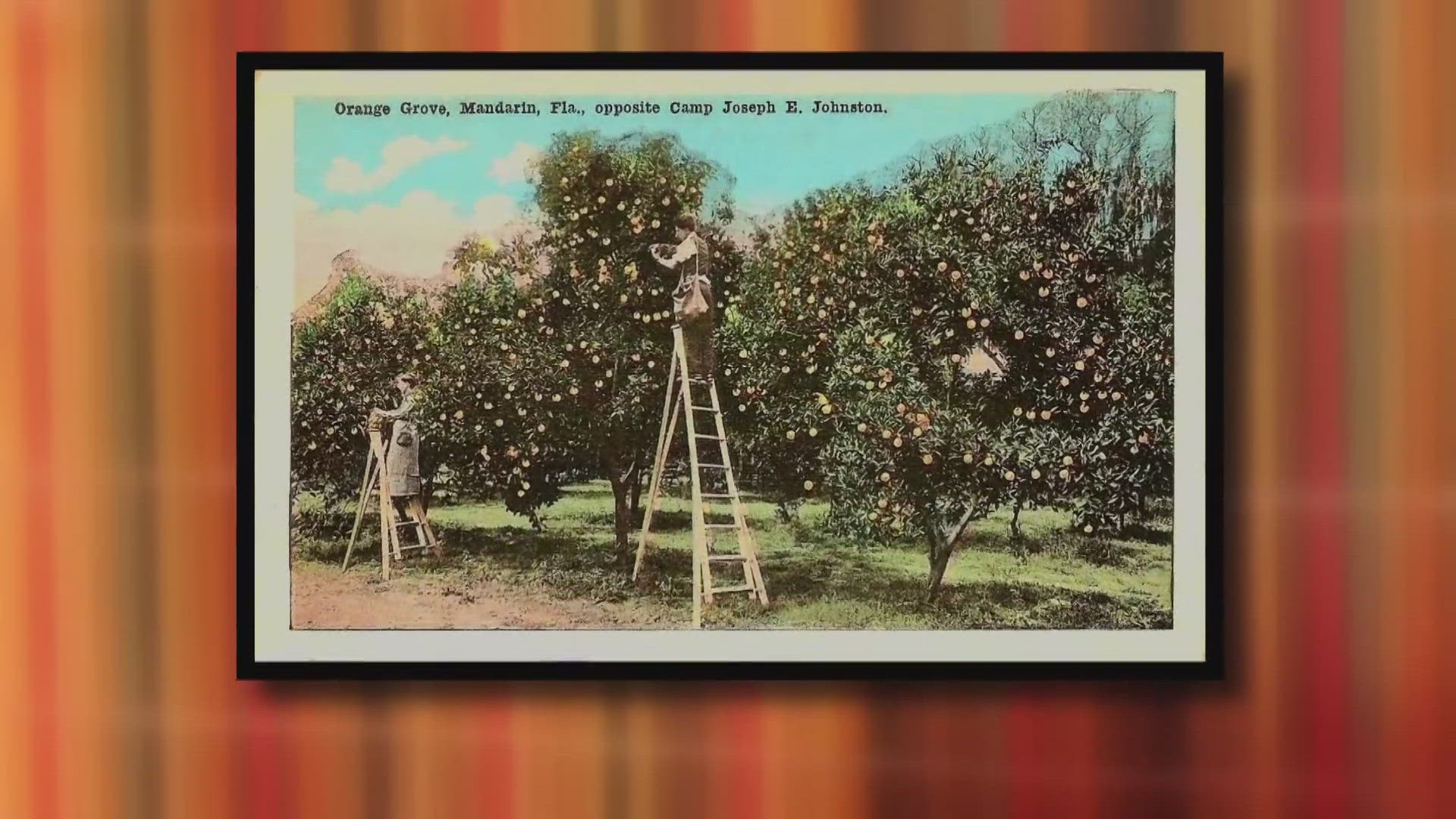 Most people don't realize Mandarin used to have 25,000 orange trees.  Now Mandarin is trying to help the Florida citrus industry survive with an orange sale.