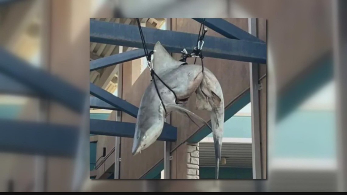 Call for criminal charges against students who hung shark - Vimarsana News