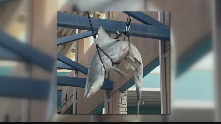 Petition calling for criminal charges against students who hung dead shark at Ponte Vedra High School