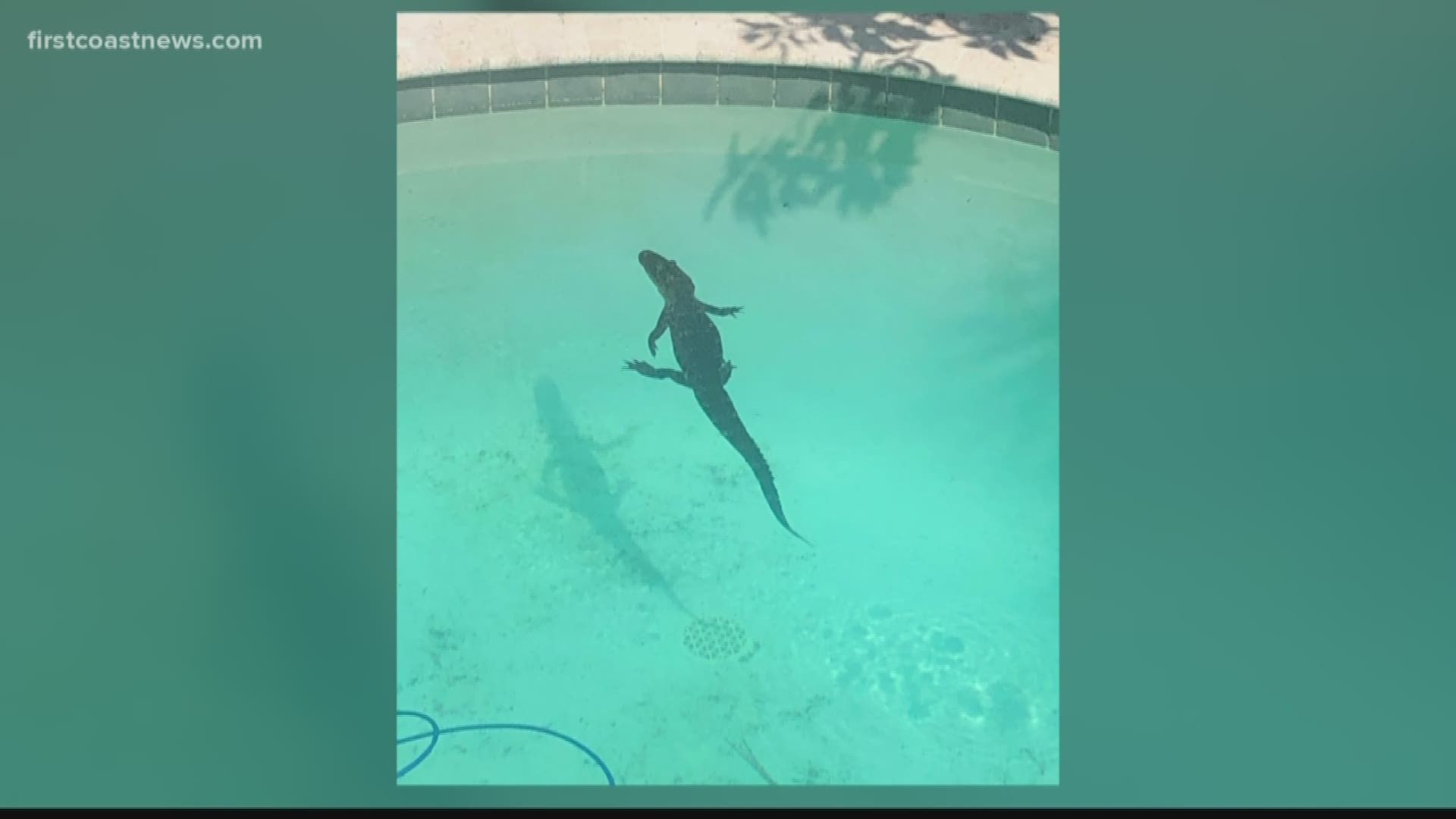 Deputies are warning residents to be careful when getting in their pools and to make sure there are no unwelcome creatures swimming around.