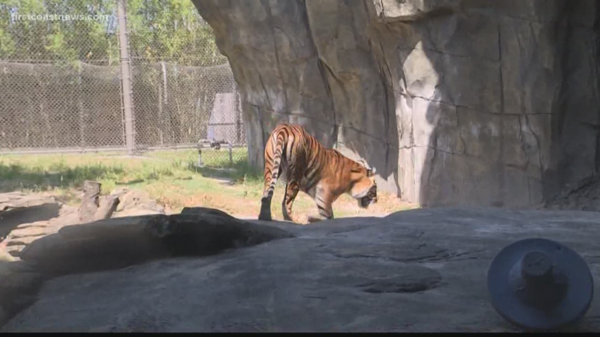 Jacksonville Zoo river dock's lack of access hurting business