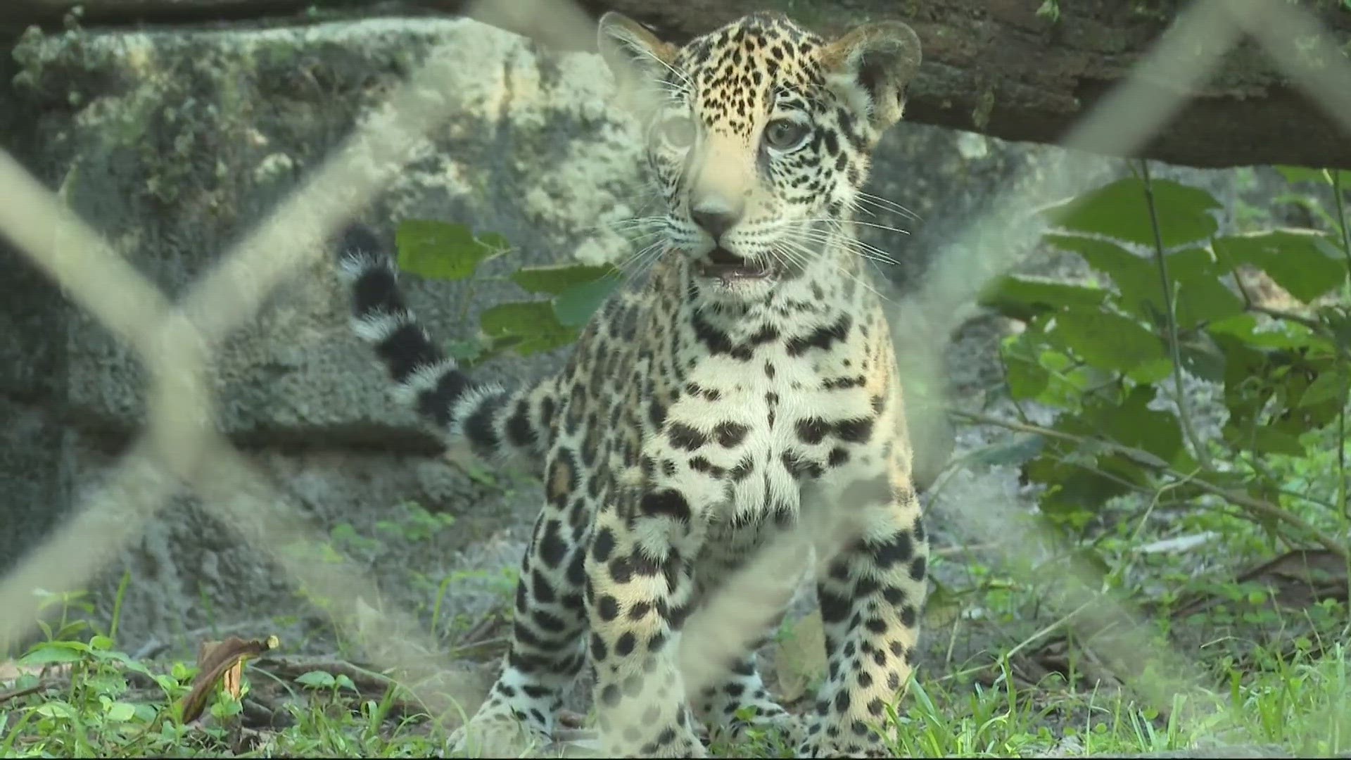 Banks made his first public appearance Thursday morning at Jacksonville Zoo and Gardens, where he will remain in the 'Range of the Jaguar' exhibit.