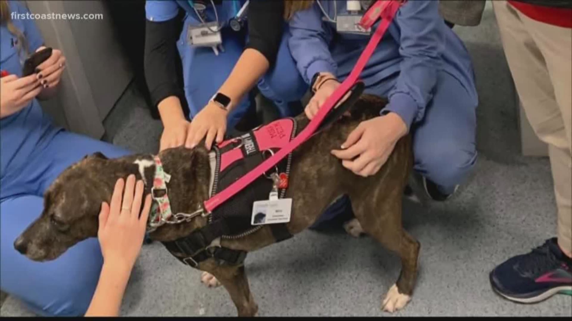 On March 7 at UNF, the Therapy Animal Coalition will be holding their annual expo to highlight the certifications & volunteer opportunities for animals.