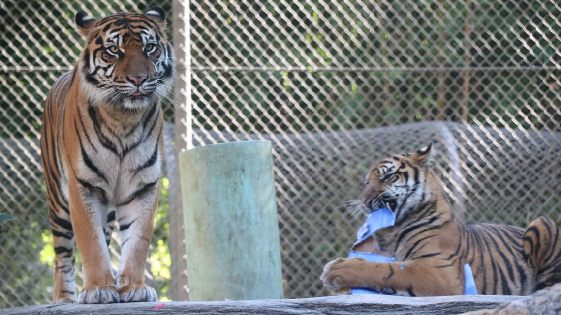 Say goodbye to Jacksonville zoo's tiger brothers | firstcoastnews.com