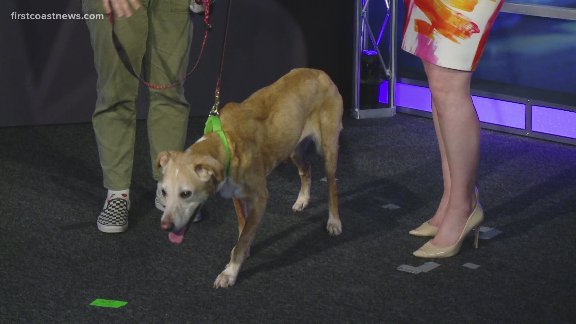 The dog is up for adoption at the Jacksonville Humane Society.