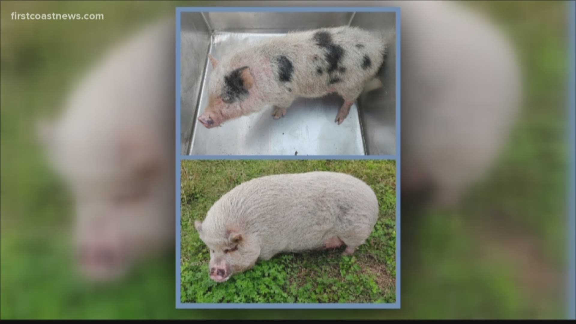 A small boar was found in the Southbank area near Riverplace Boulevard. The larger pig, a sow, was found near Bowden Road.