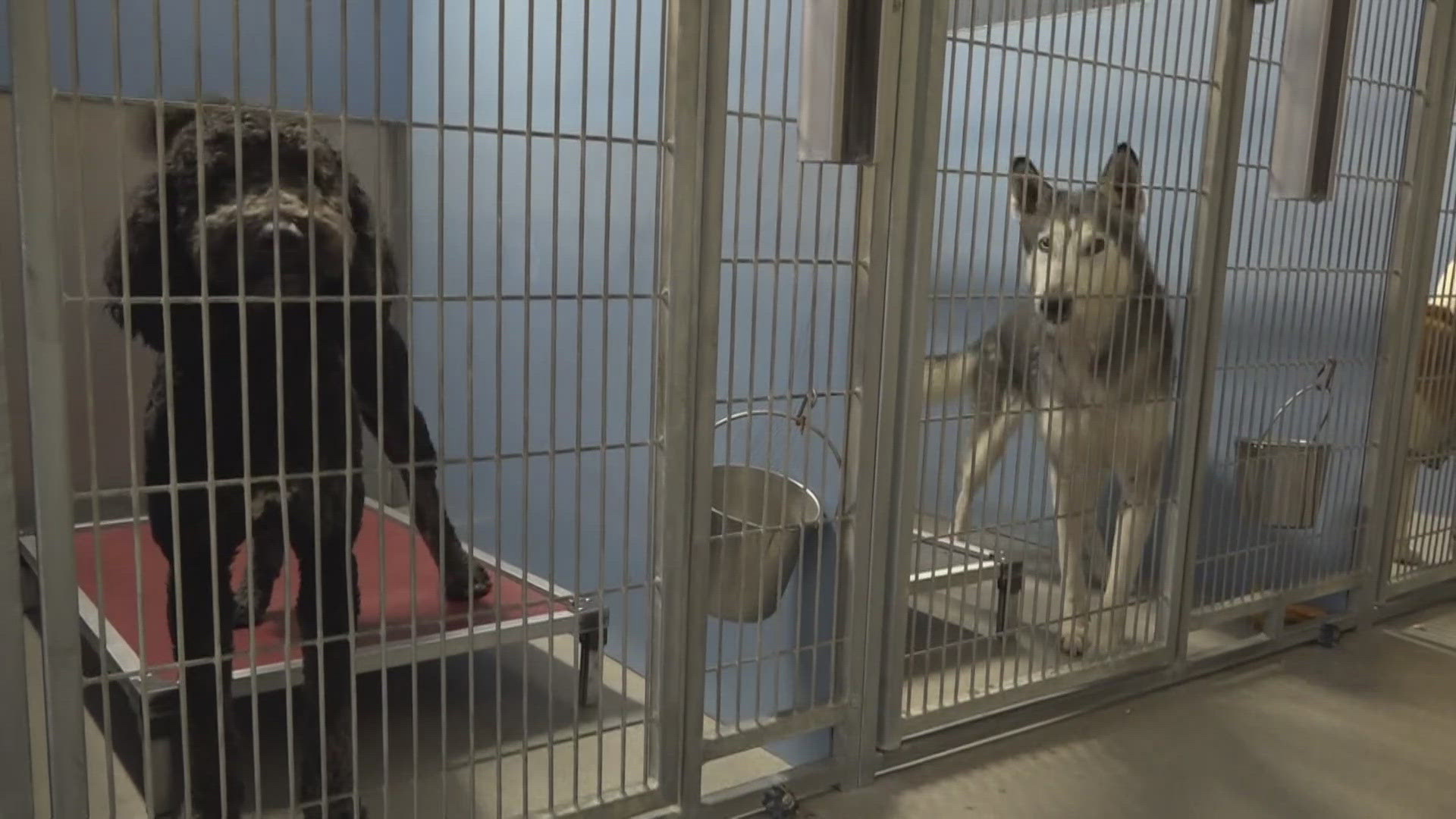 The City of Jacksonville is expected to decide on Nov. 25 whether to shorten the stray hold window at Animal Care and Protective Services from six days to three. 