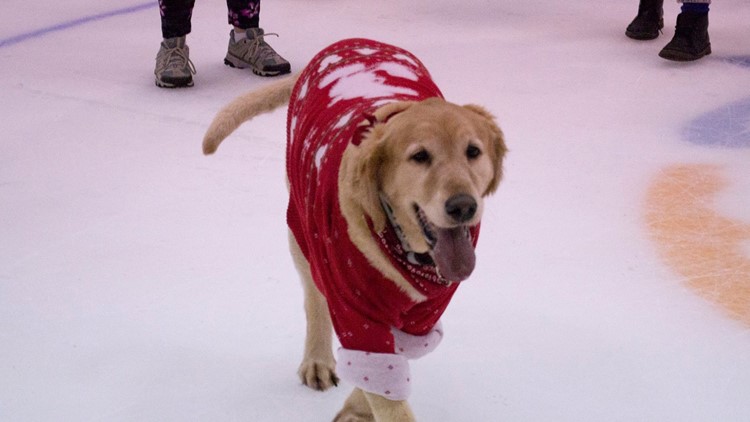 Dog Ice Rink Sign Dog 'ice skating' to benefits Florida humane society | firstcoastnews.com